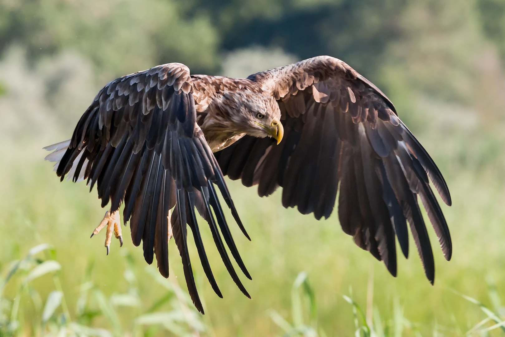 White-tailed sea eagle