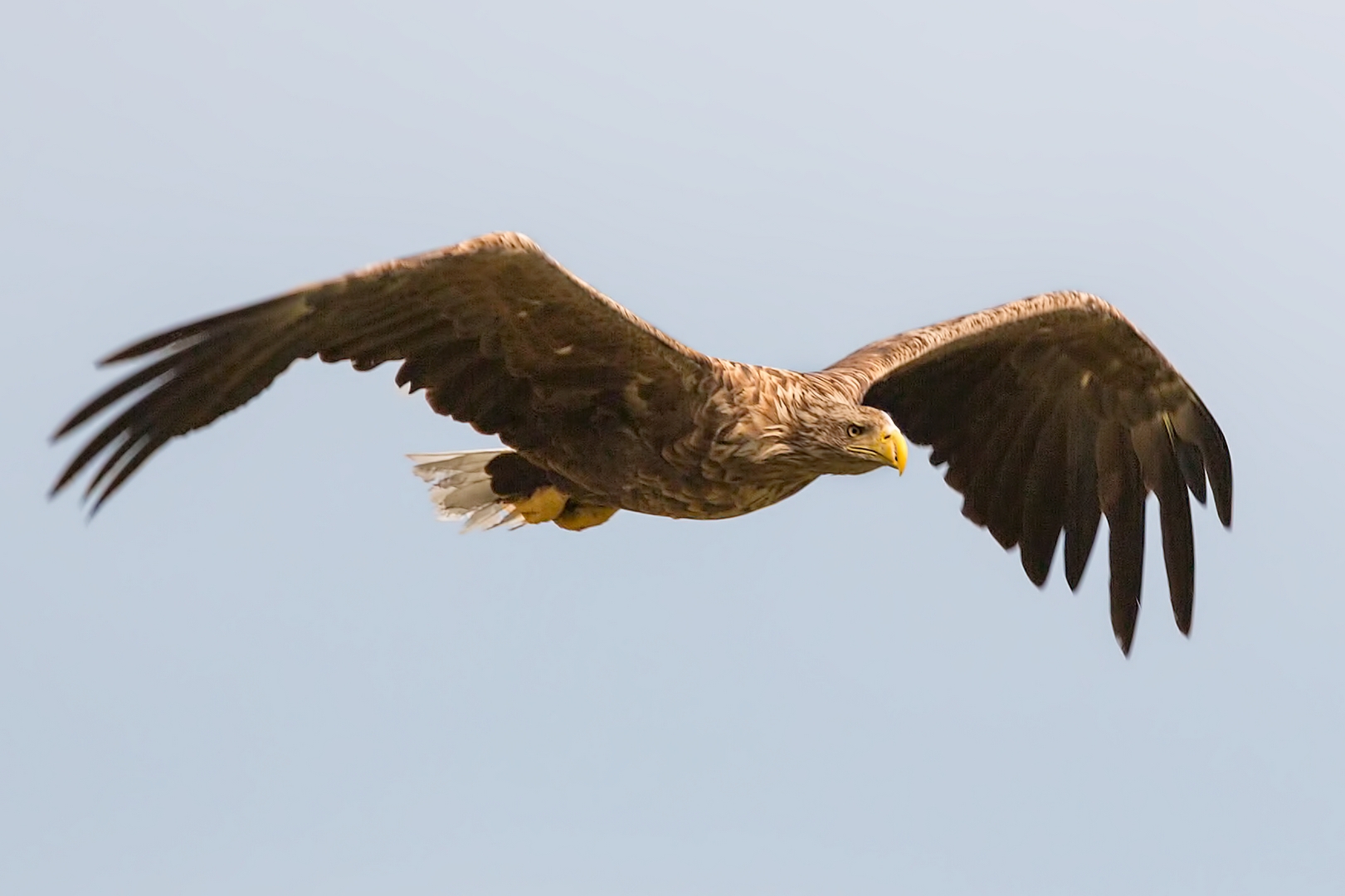 White-tailed sea eagle