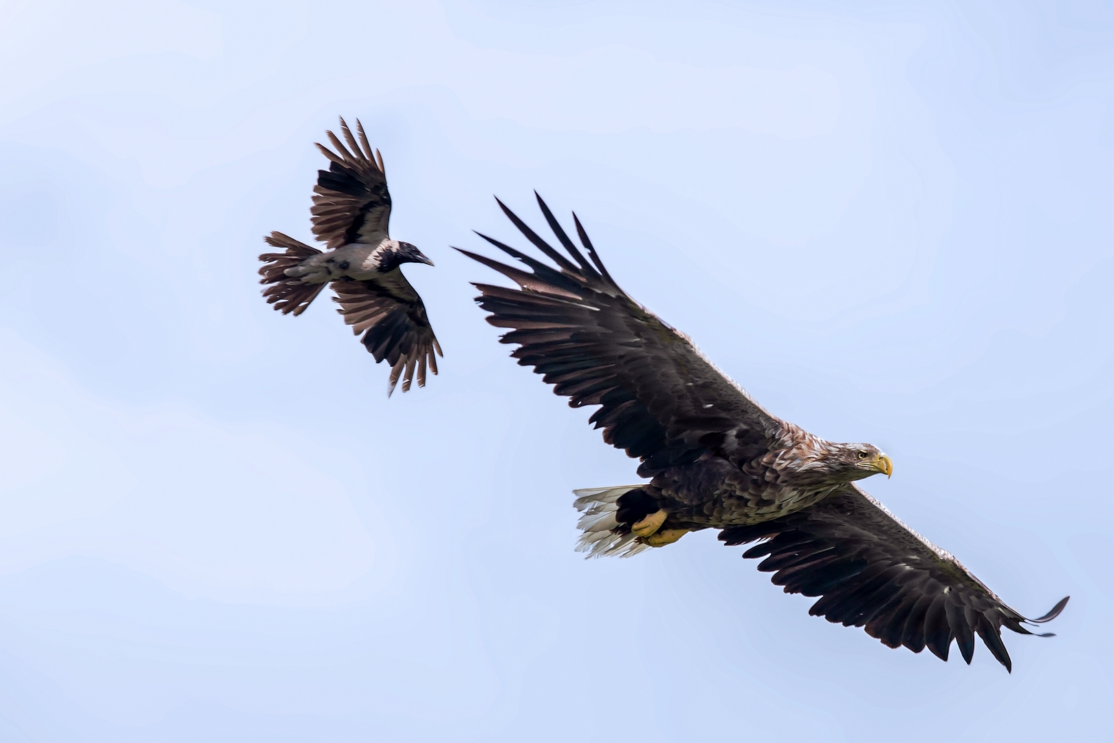 White-tailed sea eagle