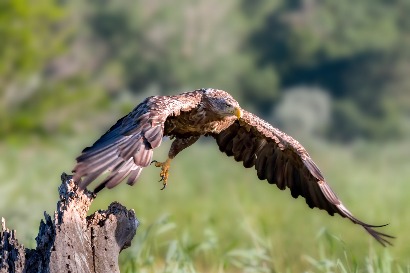 White-tailed sea eagle