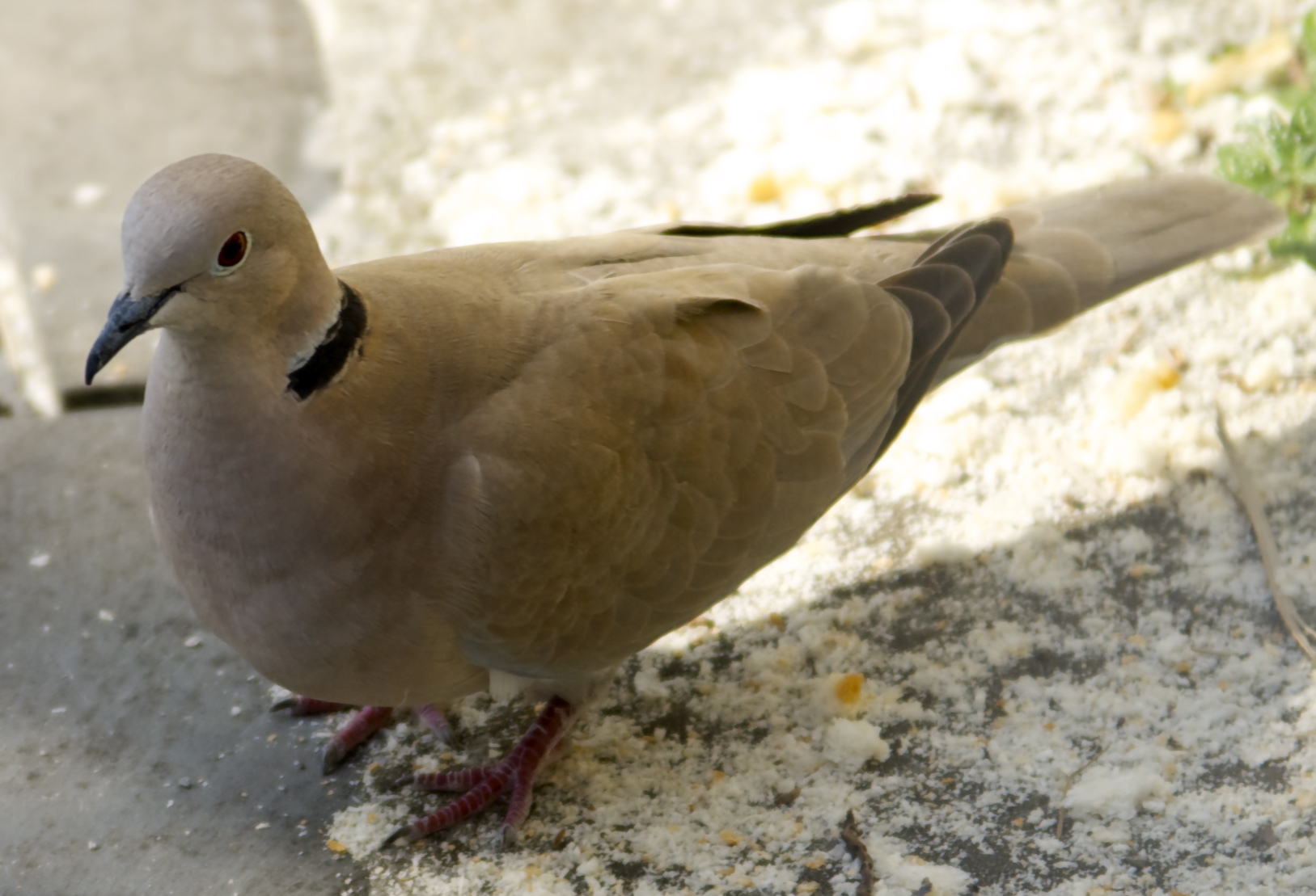 turtledove