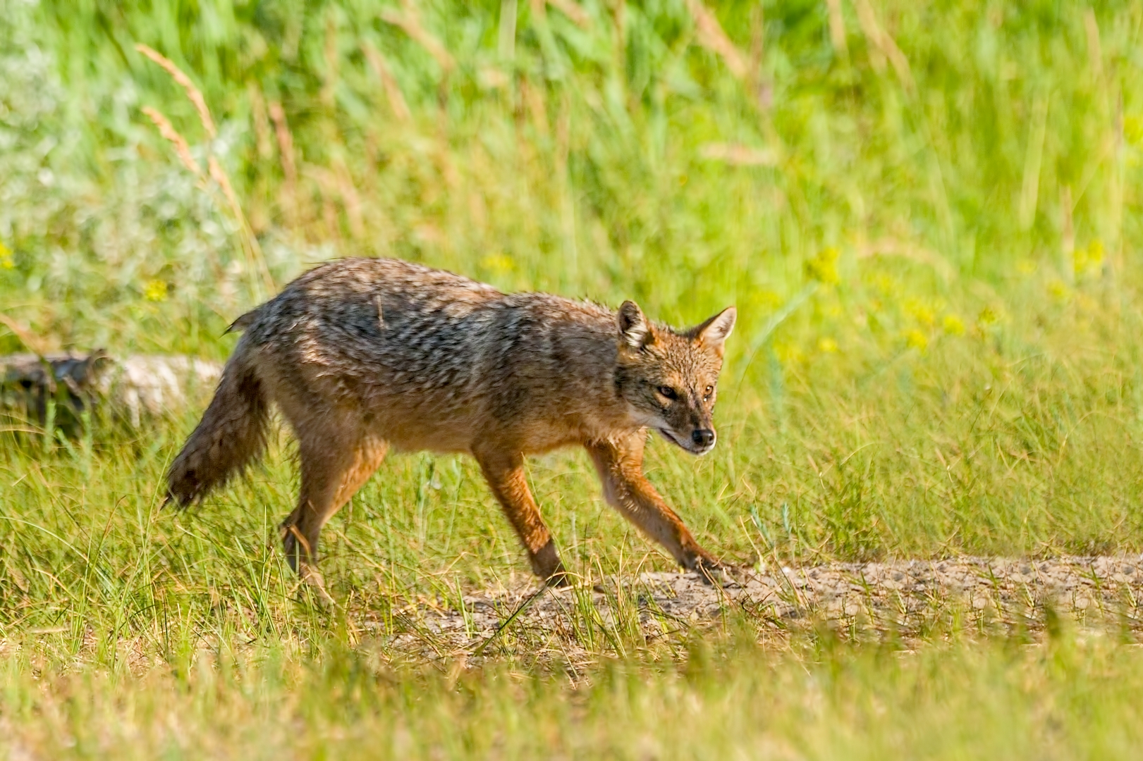 Golden jackal