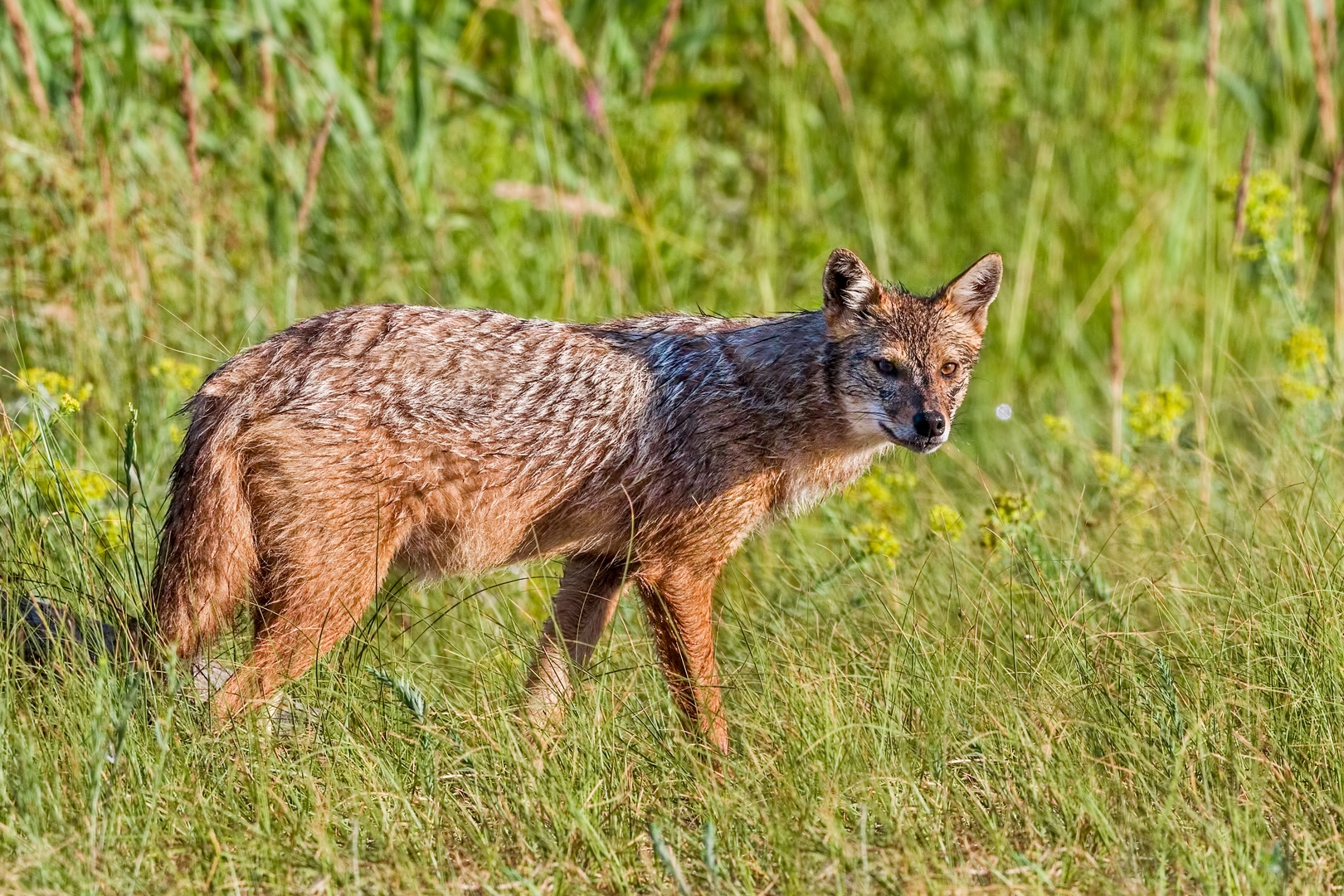 Golden jackal