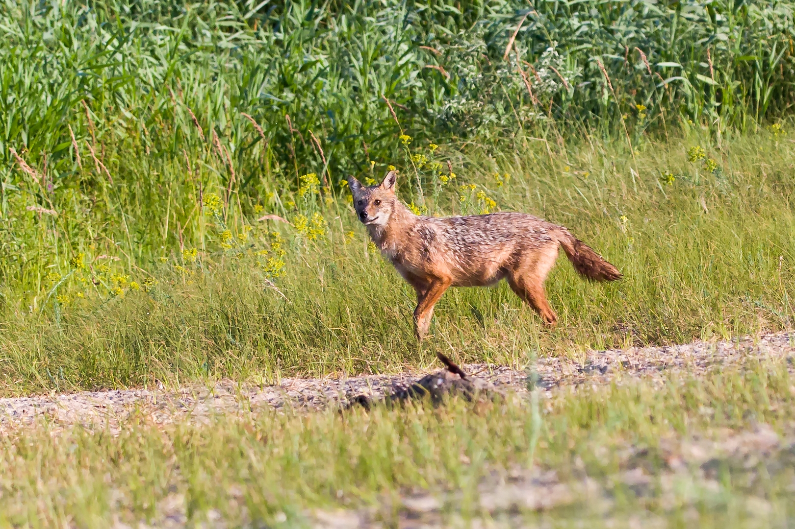 Golden jackal