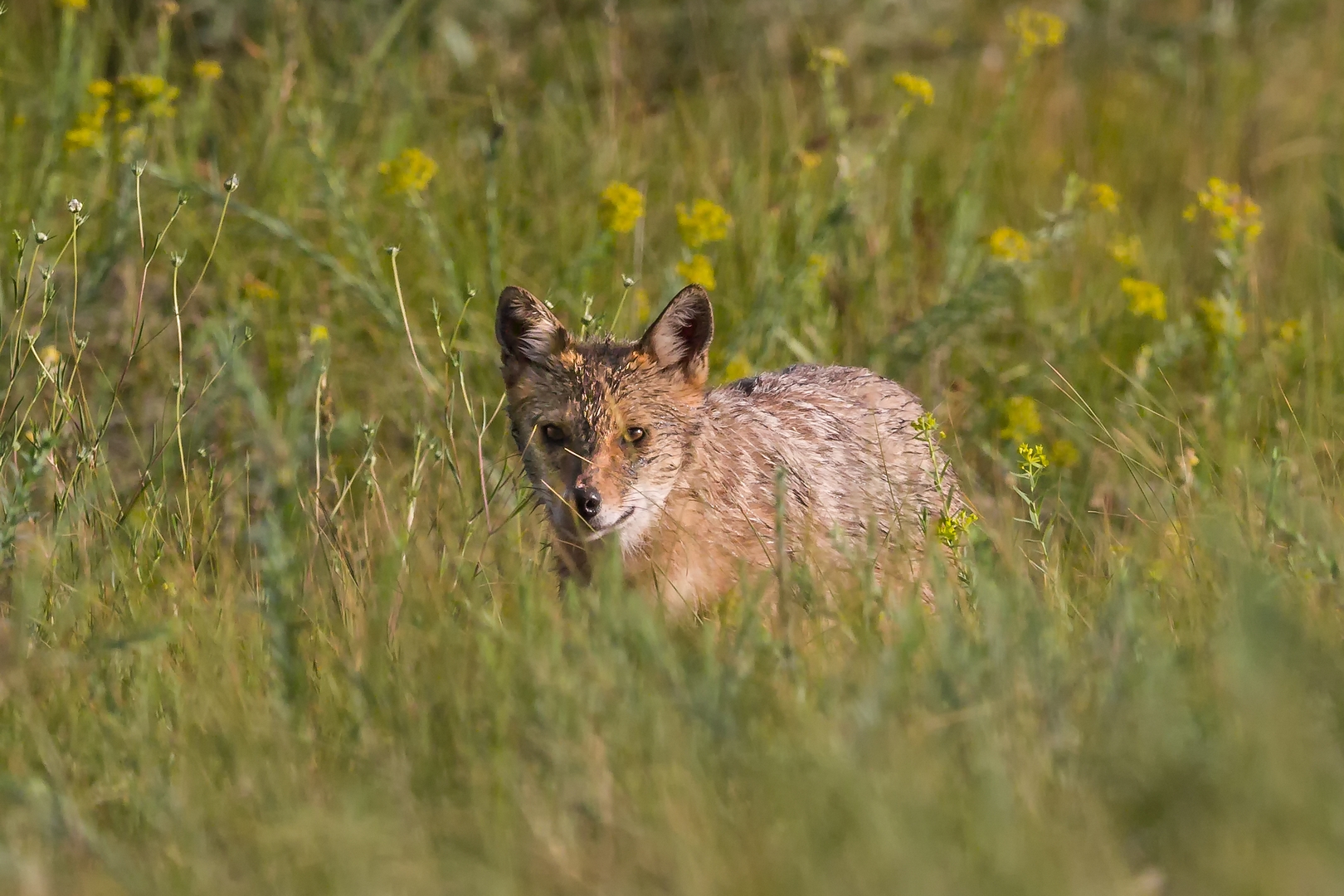 Golden jackal