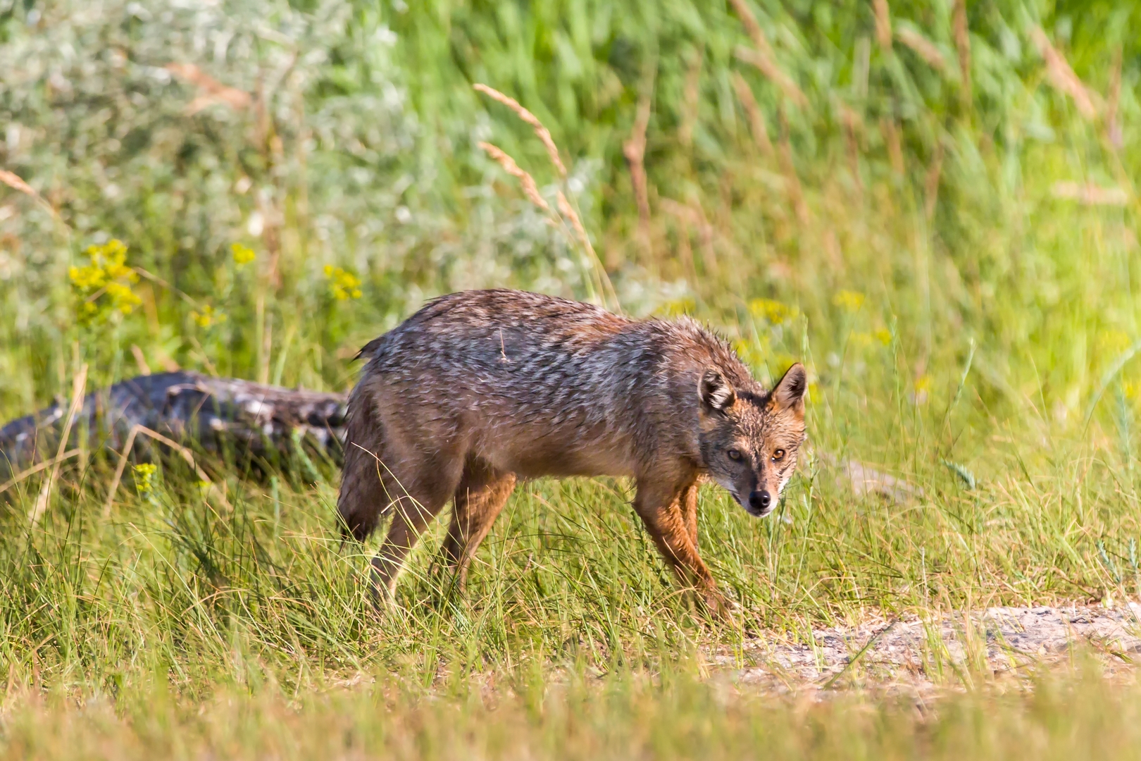 Golden jackal