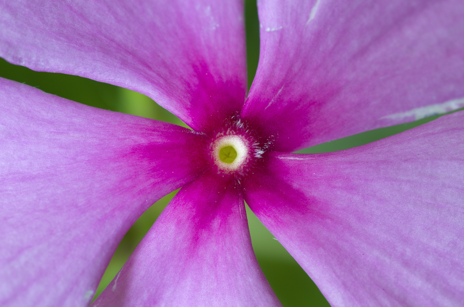 Dal Regno dei Fiori #2