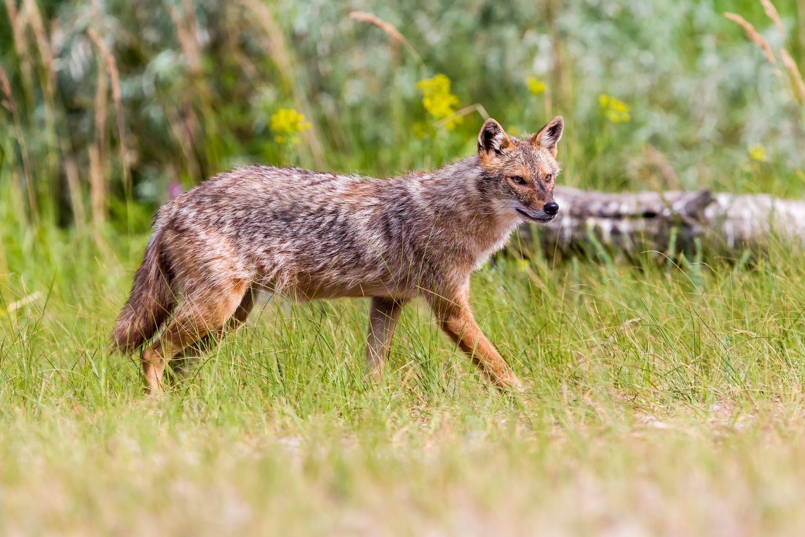 Golden jackal
