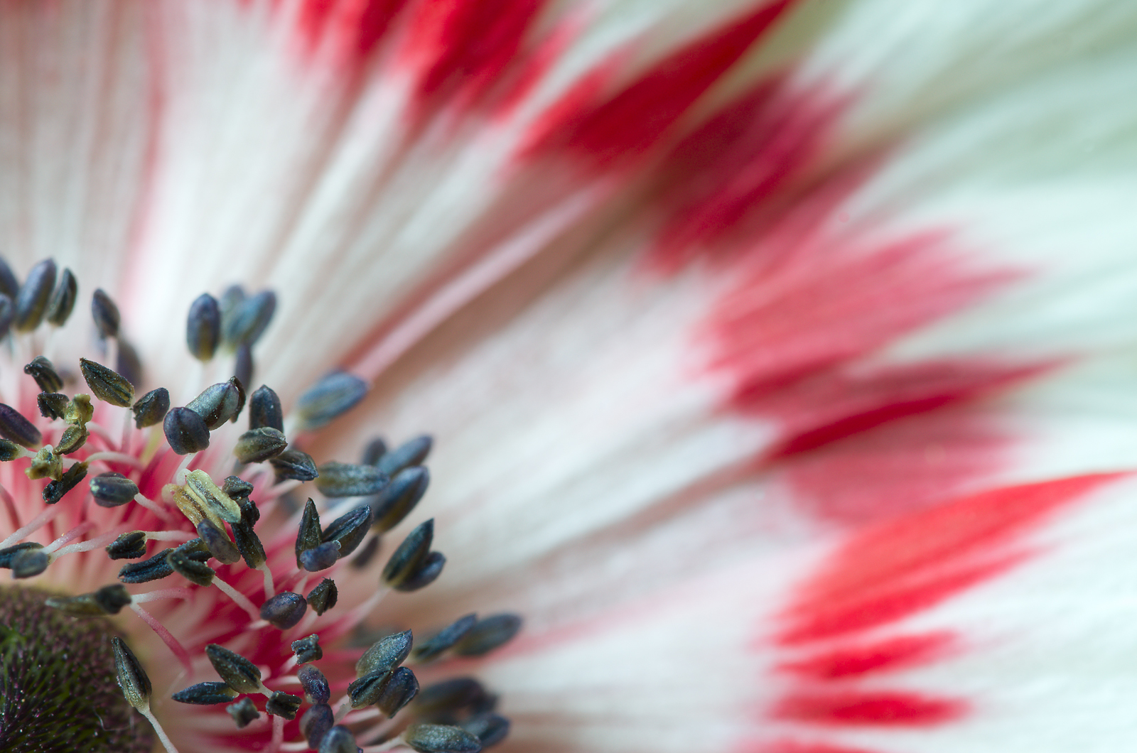 Dal Regno dei Fiori #6