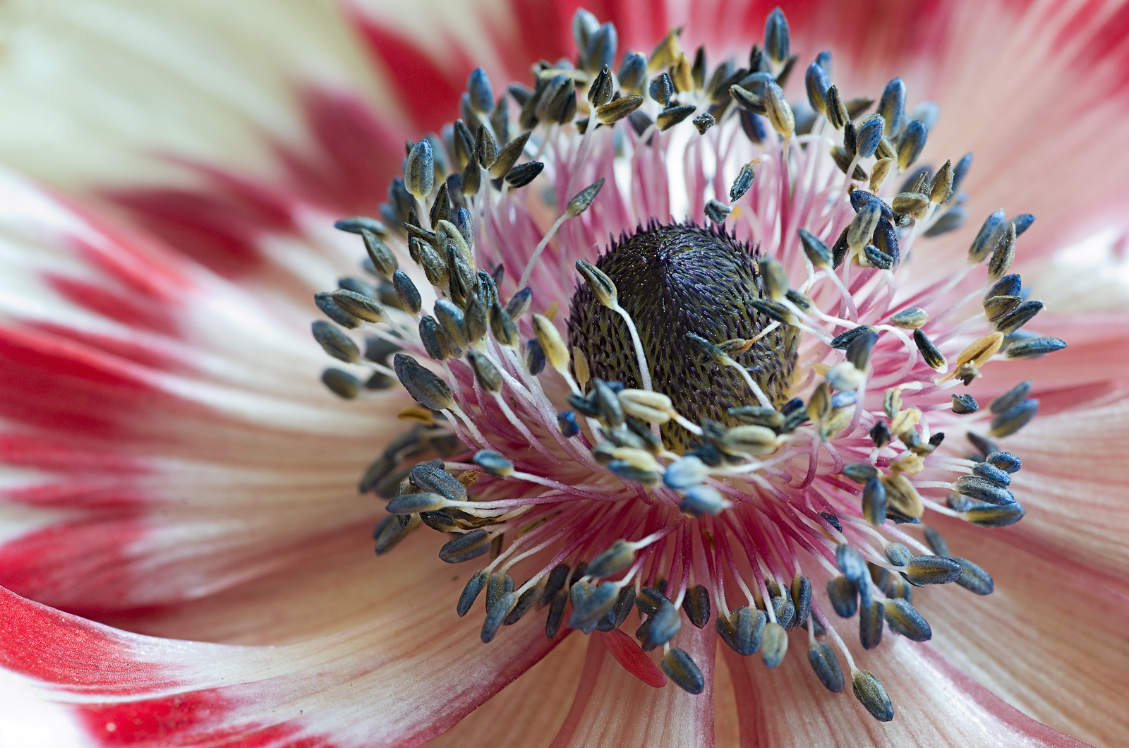 Dal Regno dei Fiori #7