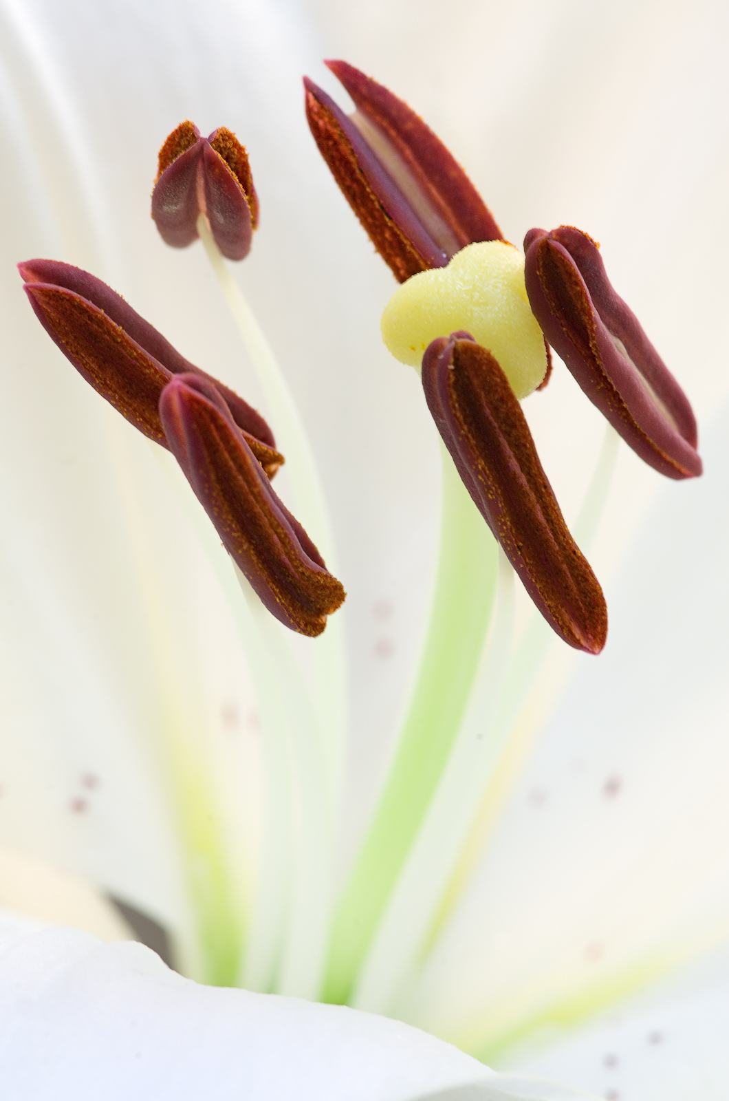 Dal Regno dei Fiori #8