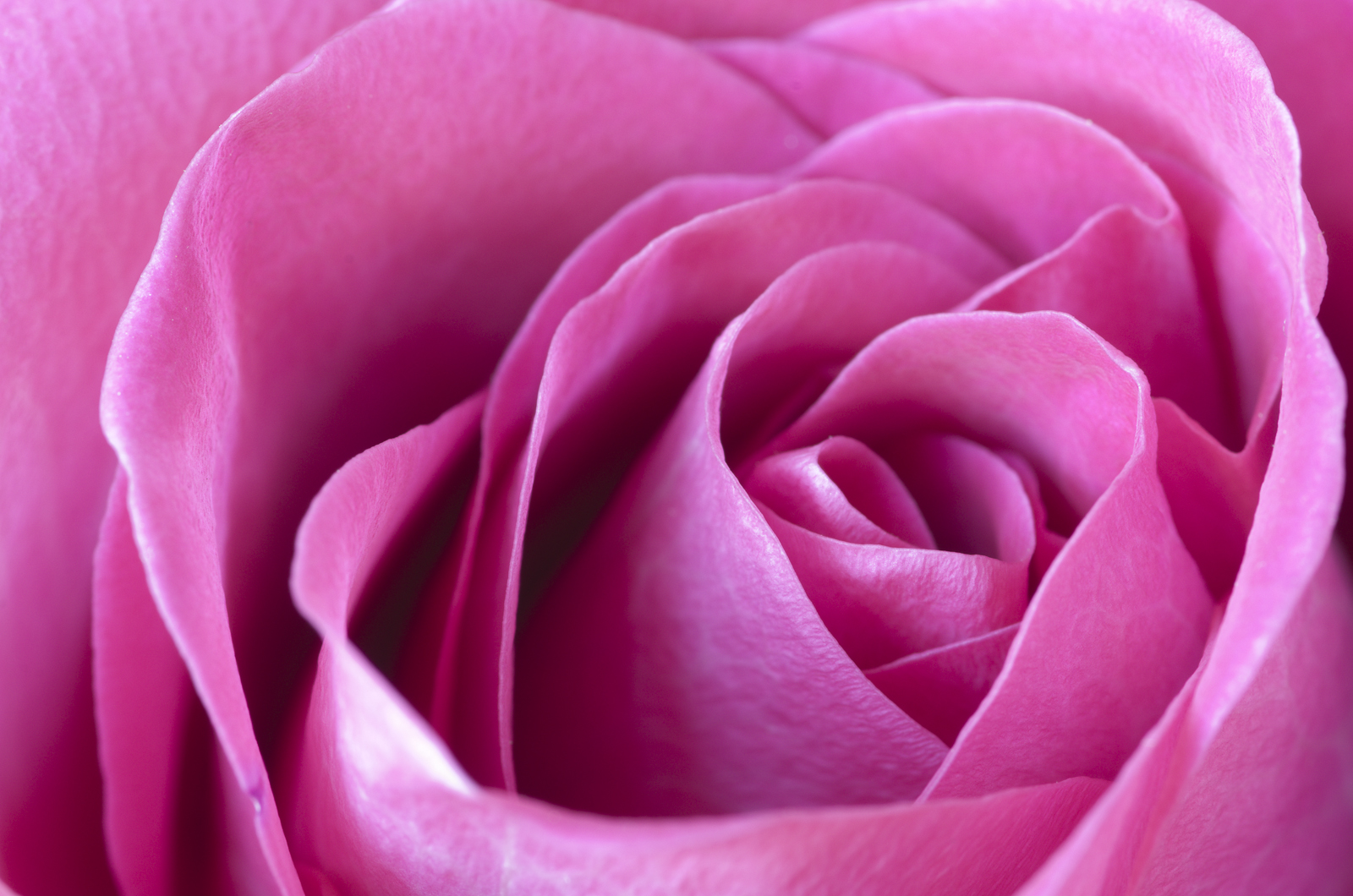 Dal Regno dei Fiori #9