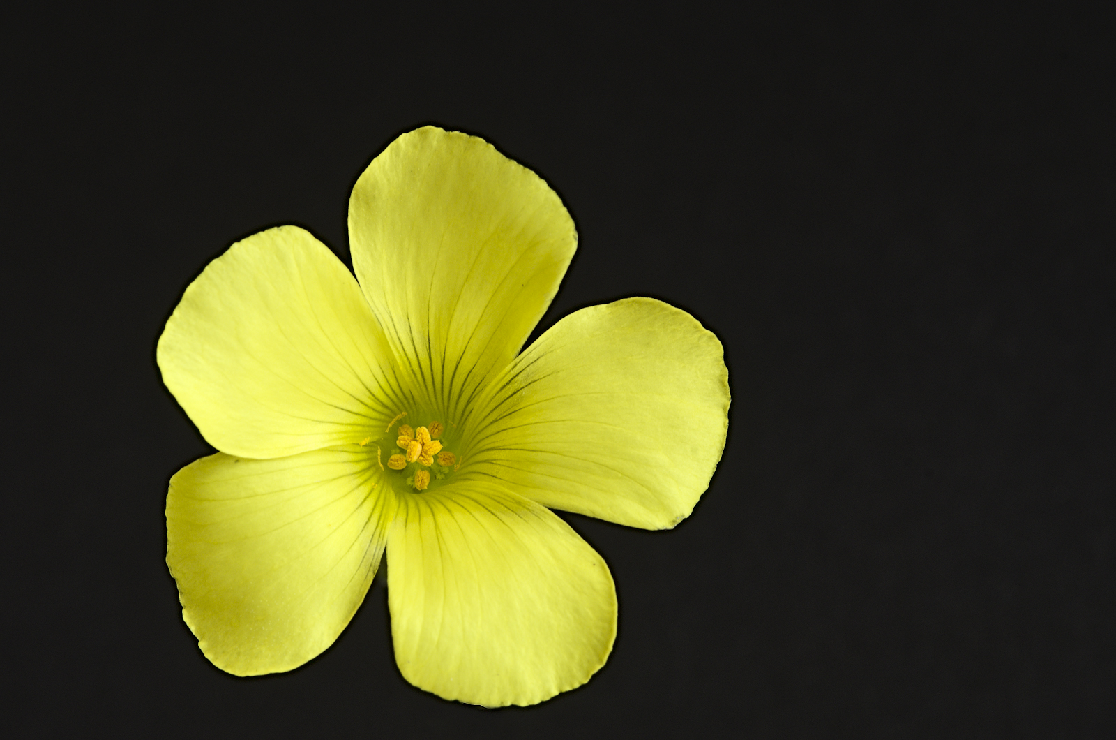 Dal Regno dei Fiori #10