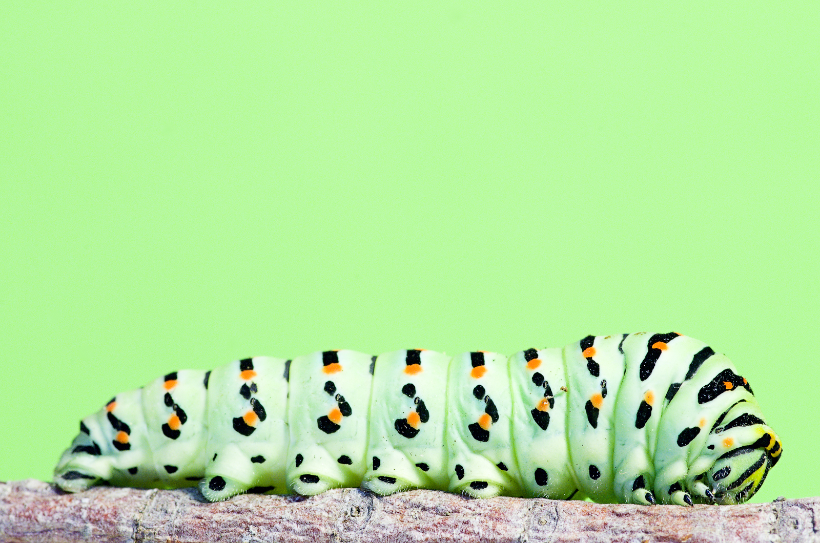 Protagonisti del Macromondo #2