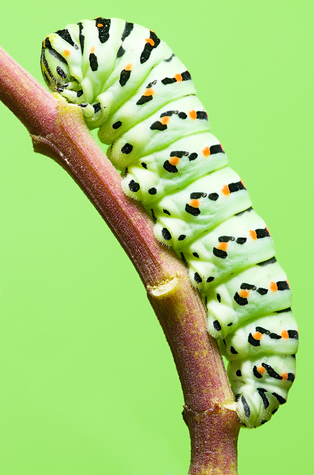 Protagonisti del Macromondo #7