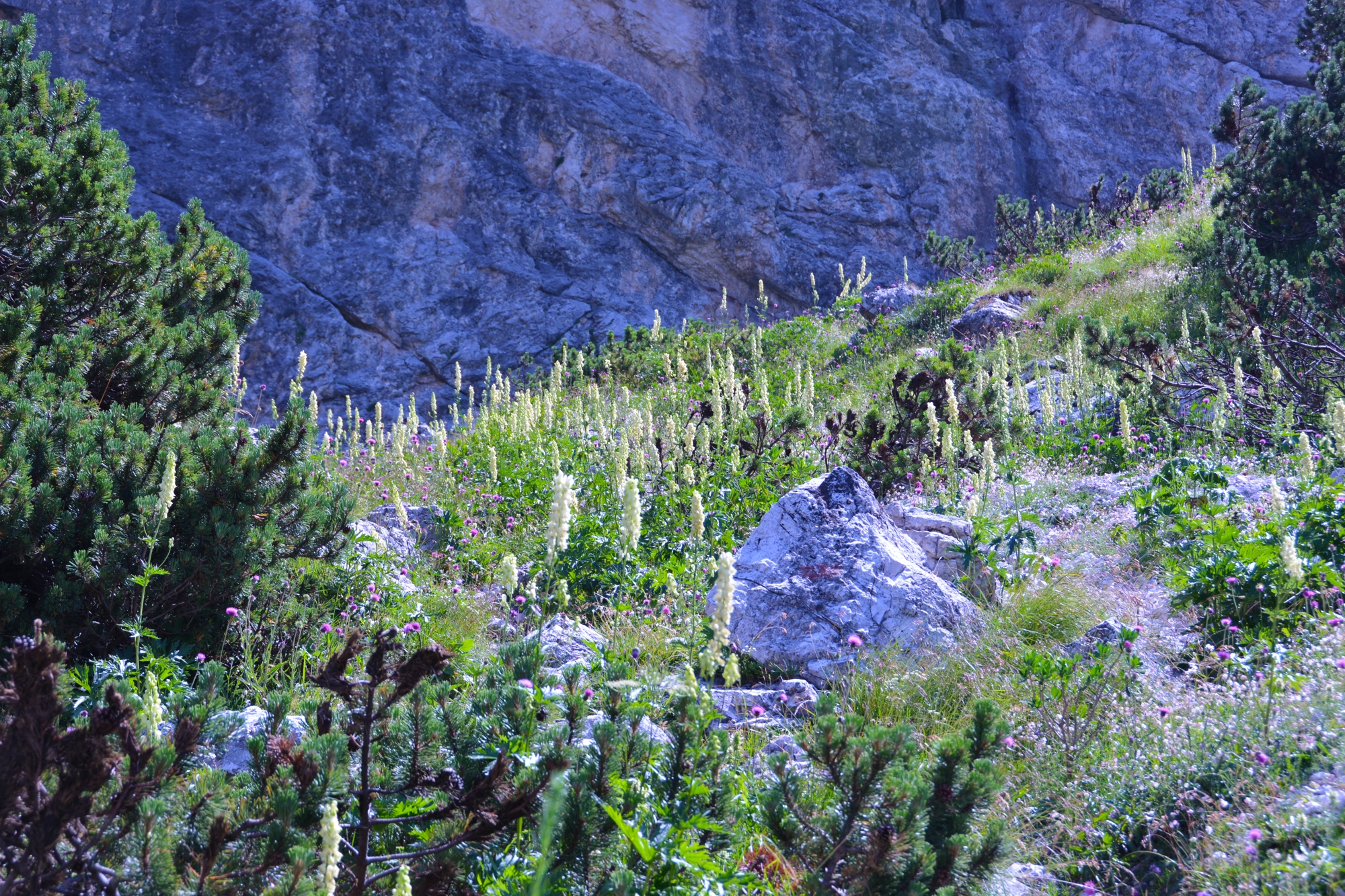 Flowering high altitude