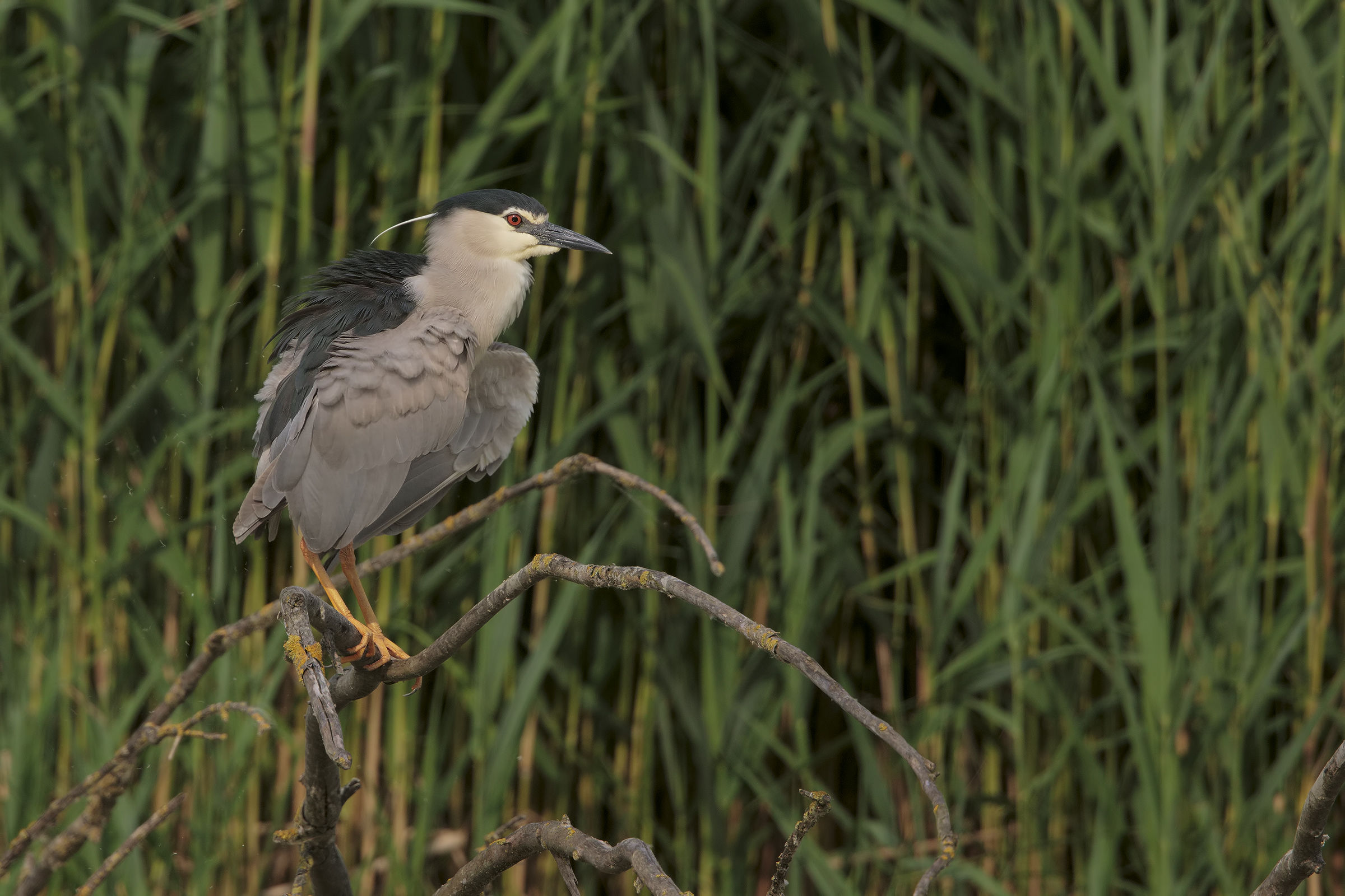 Night Heron