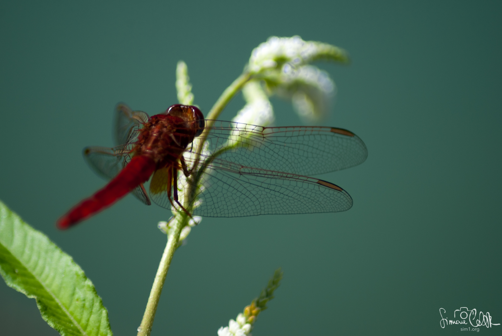 Libellula Rossa