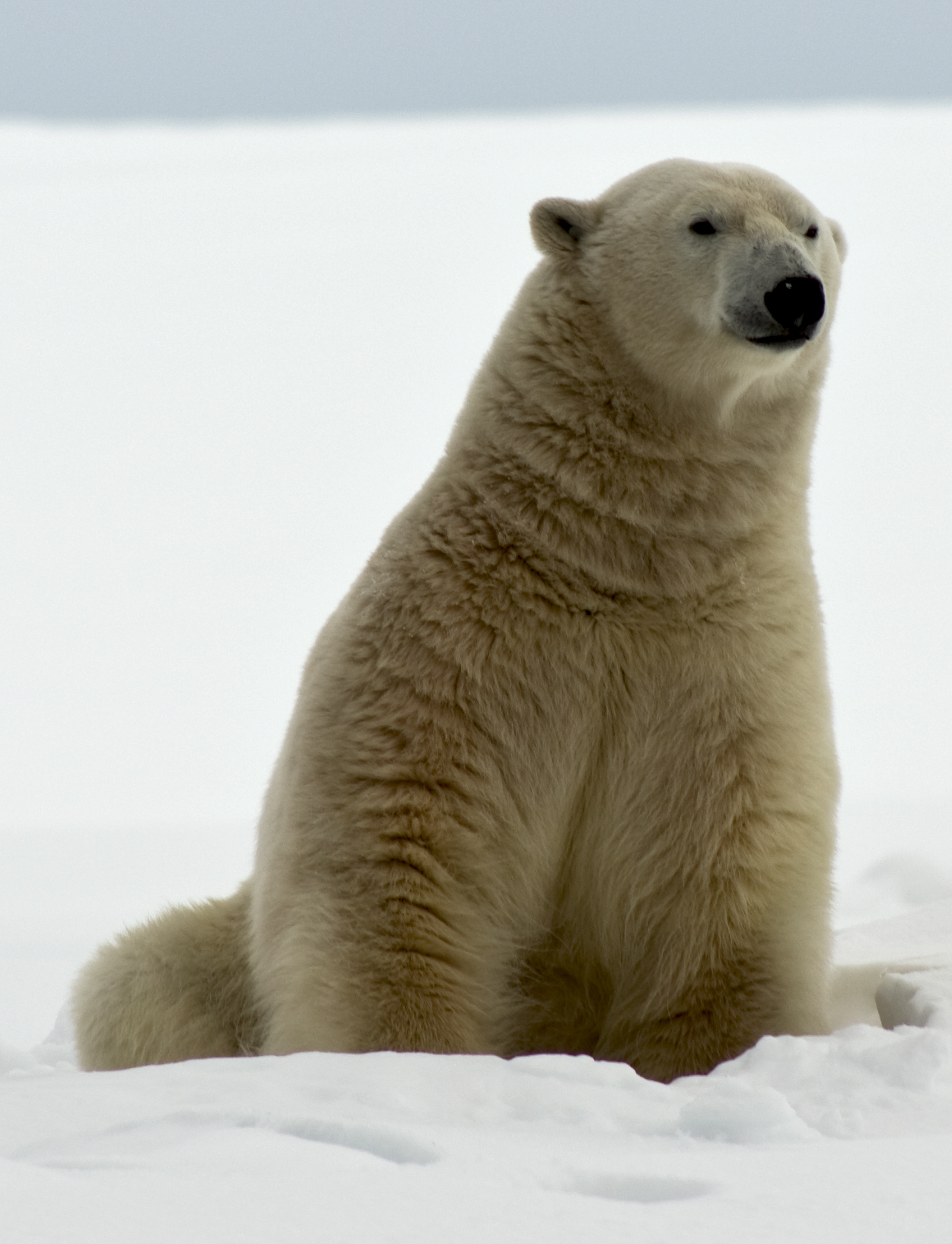 Polar Bear 1