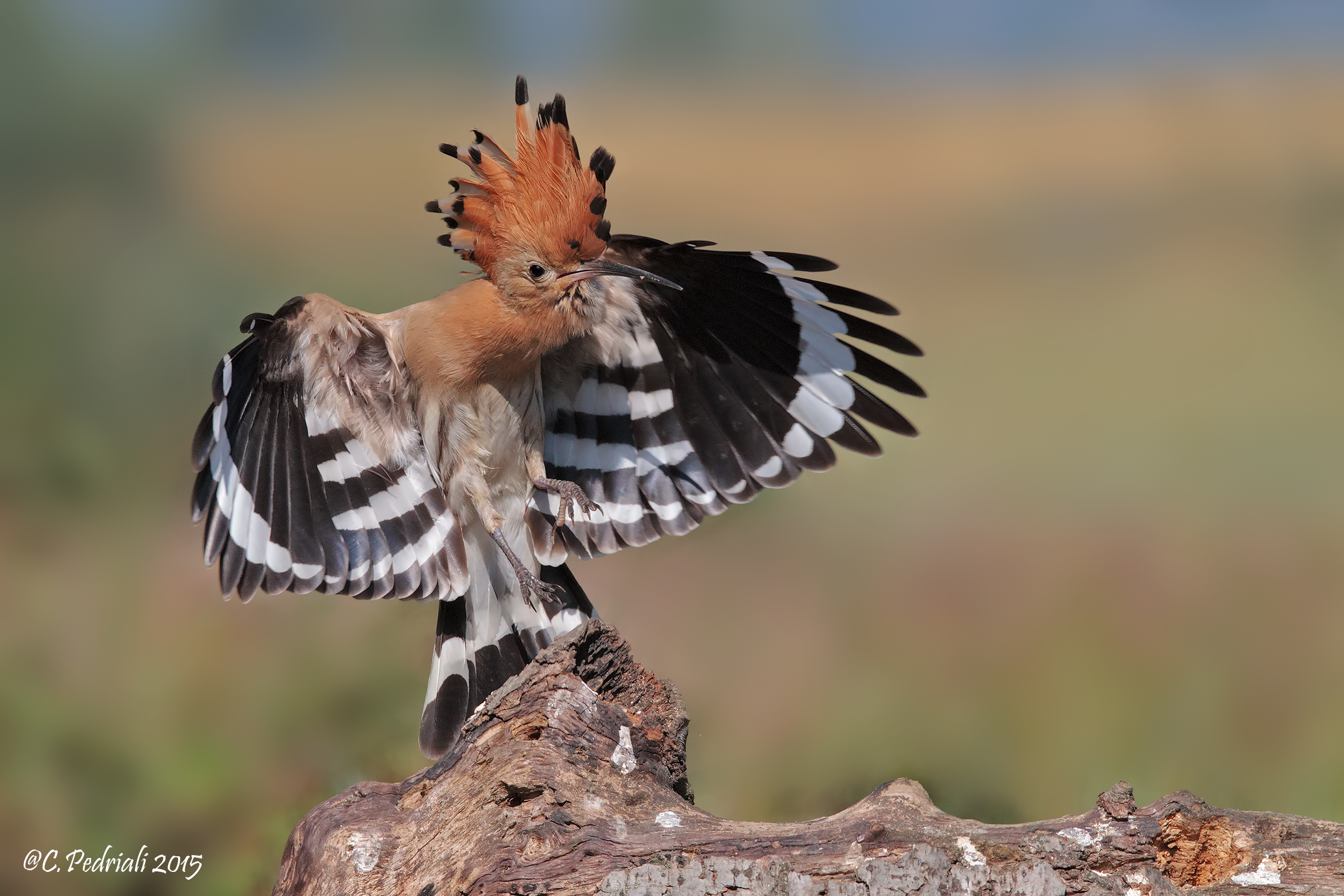Hoopoe coming to roost ...