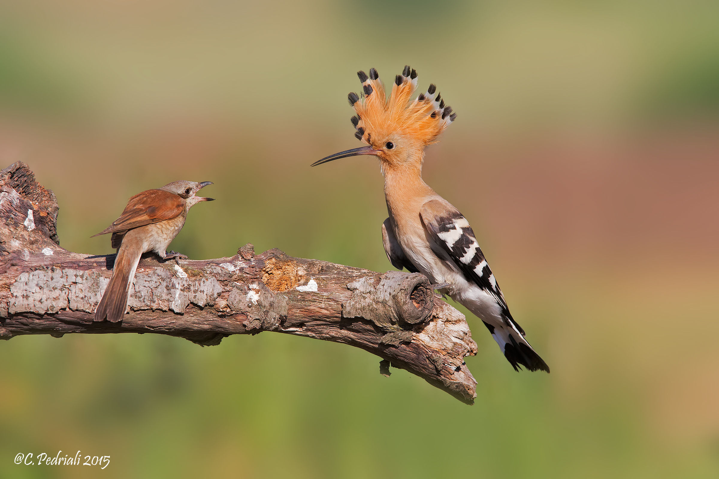 Hoopoe and Shrike ...