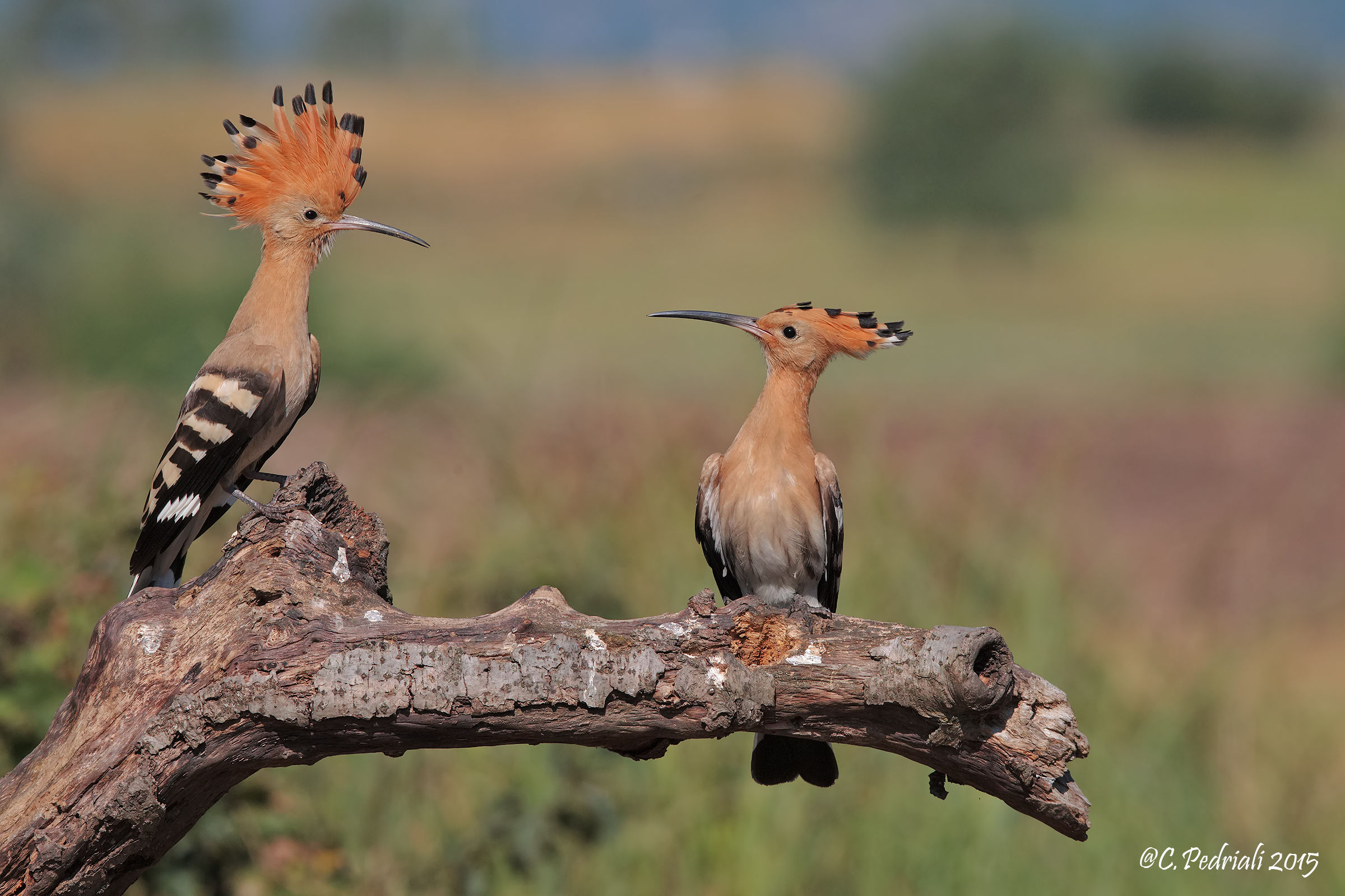 Hoopoe ... look ...