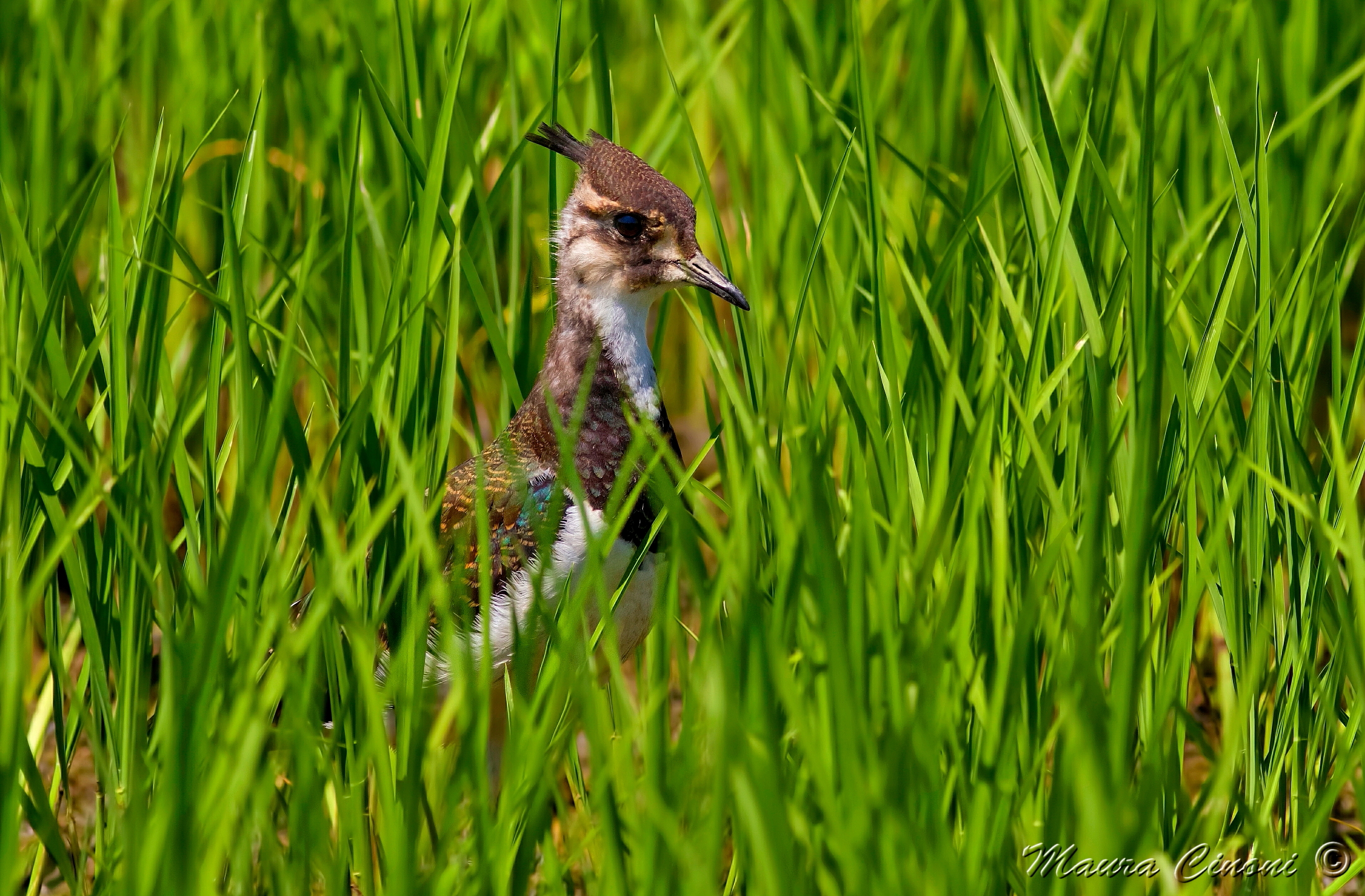 Lapwing Juv In Rice