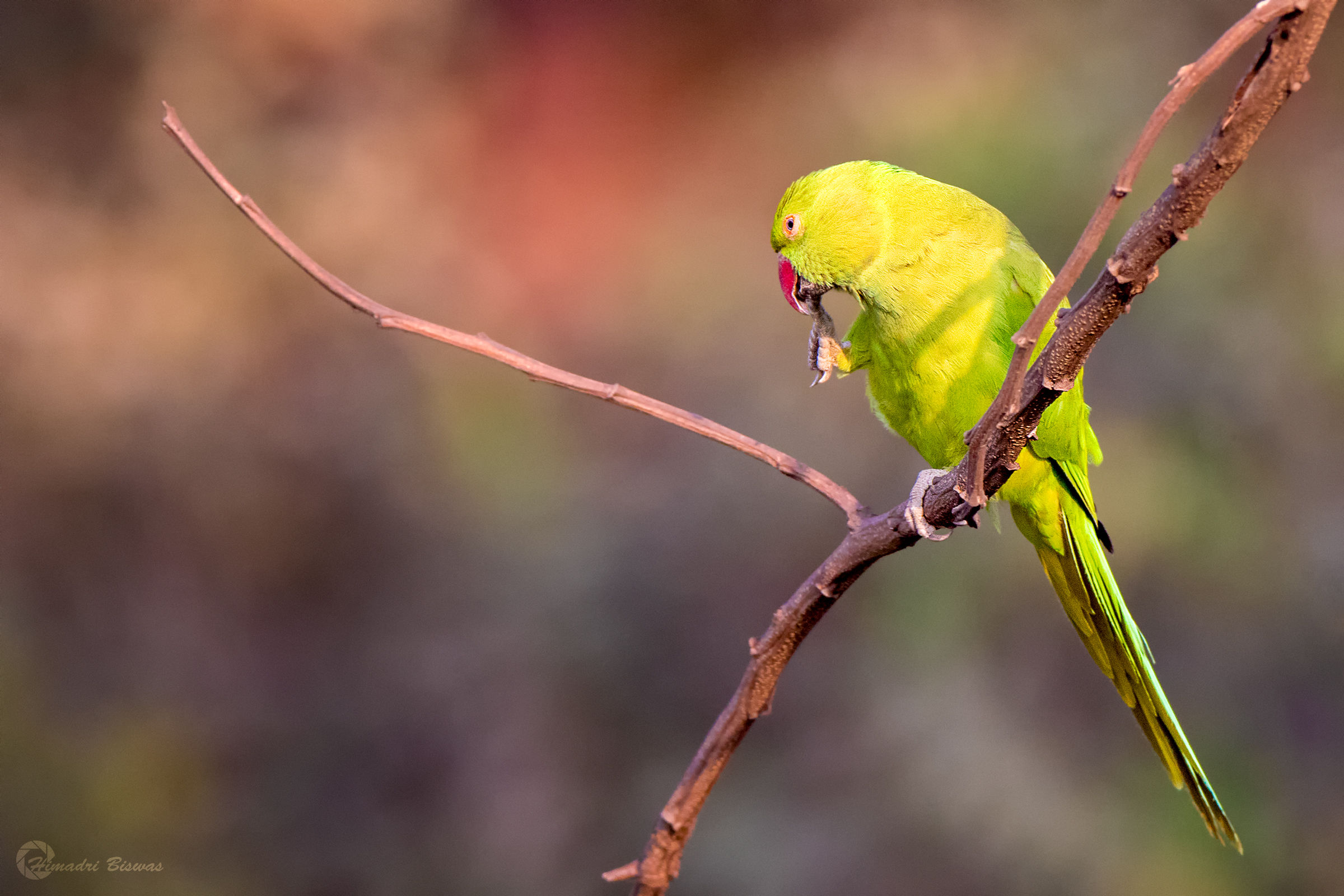 Rose-ring parakeet