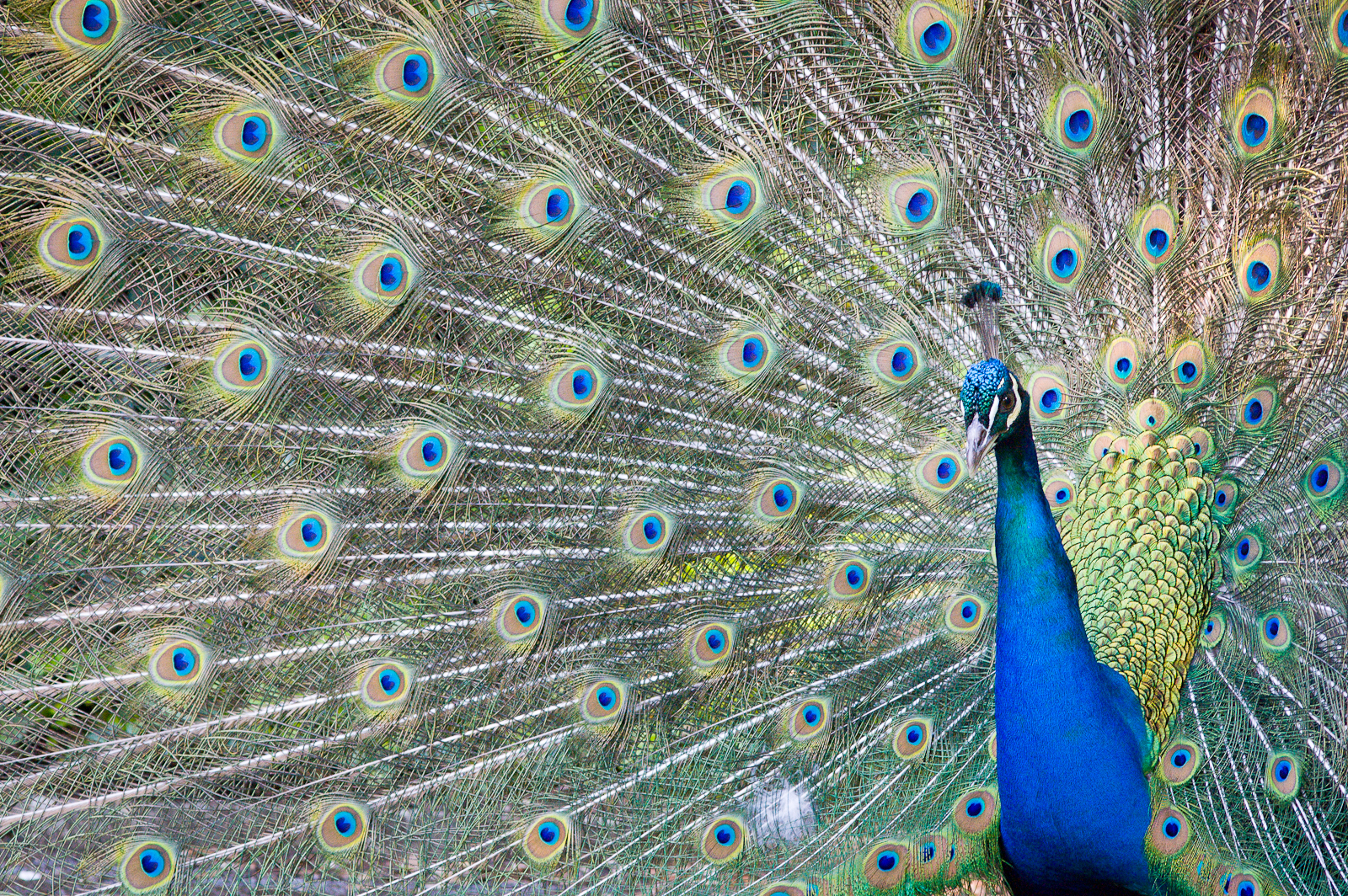 Dal Regno Animale #8