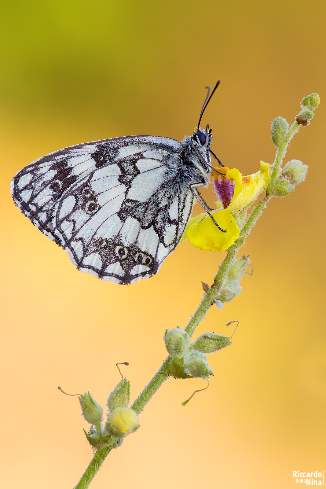 Melanargia Galathea