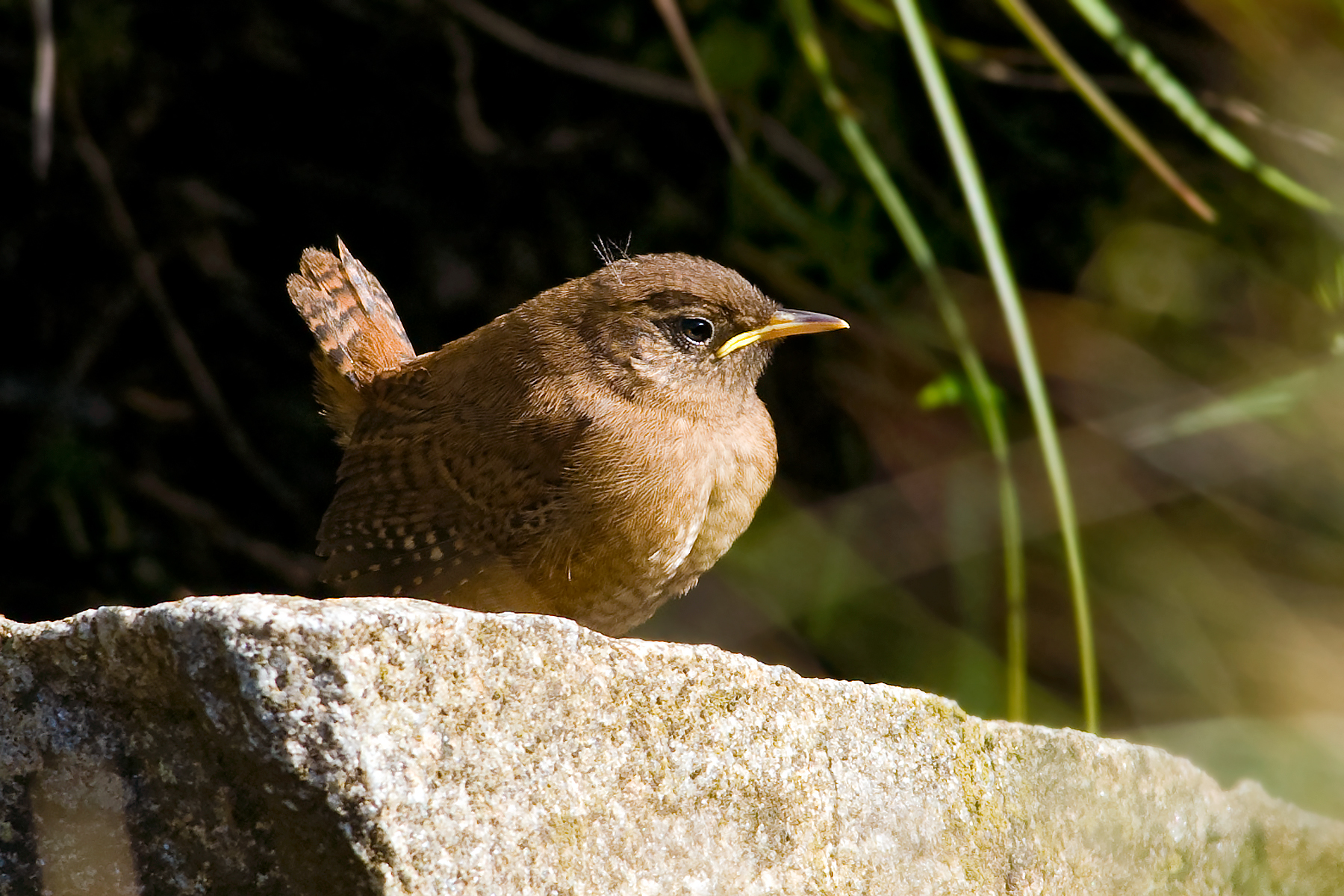 Troglodytes troglodytes zetlandicus