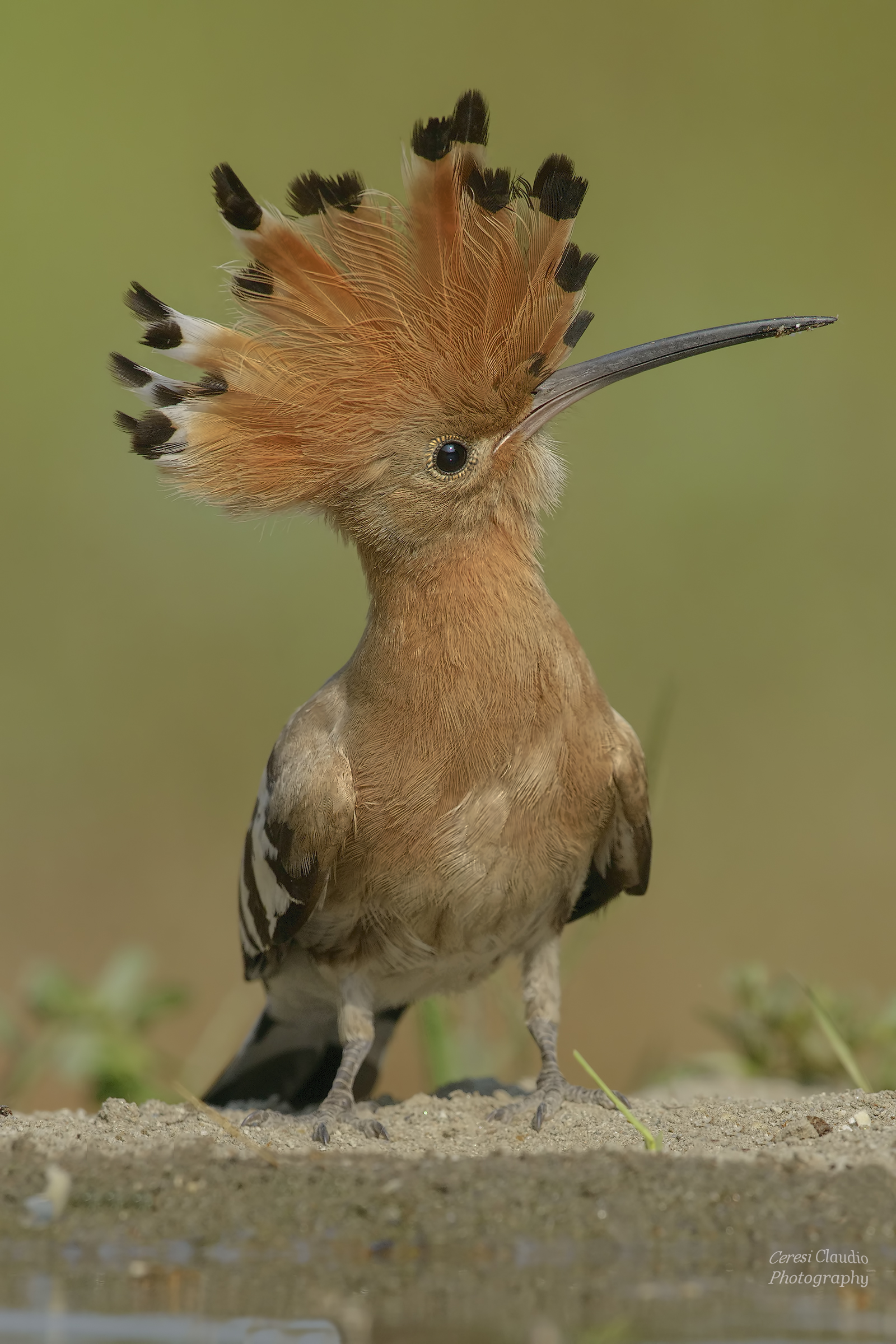 hoopoe in focus
