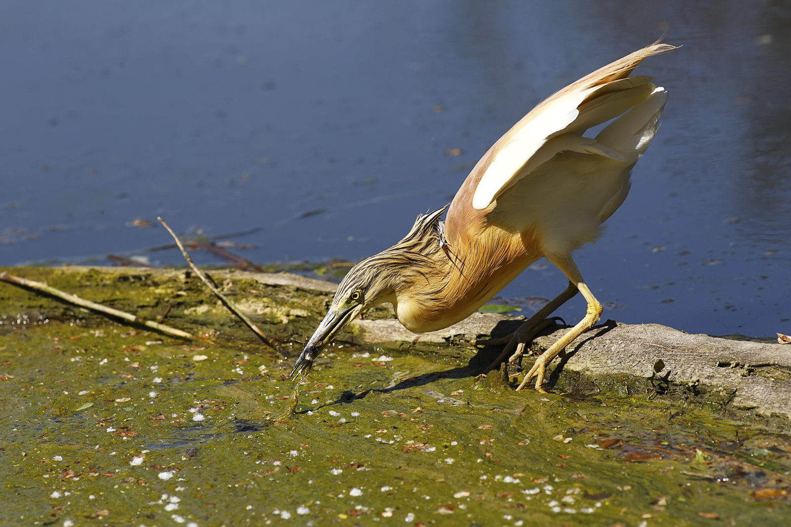 Sgarza ciuffetto (Ardeola ralloides)