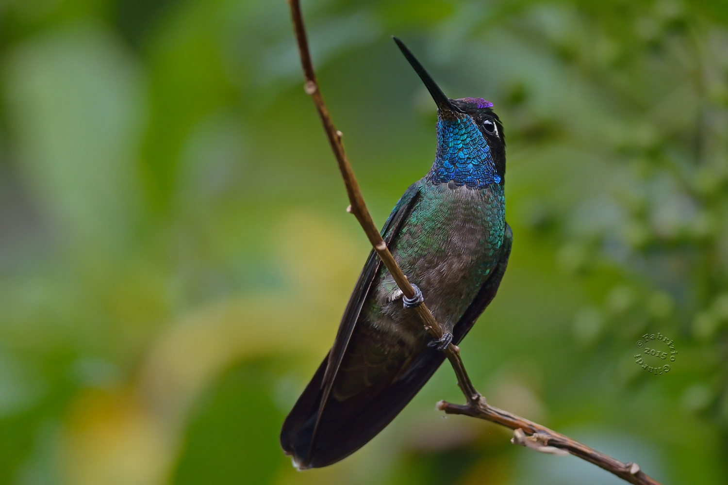 Colibrì magnifico(Eugenes fulgens)