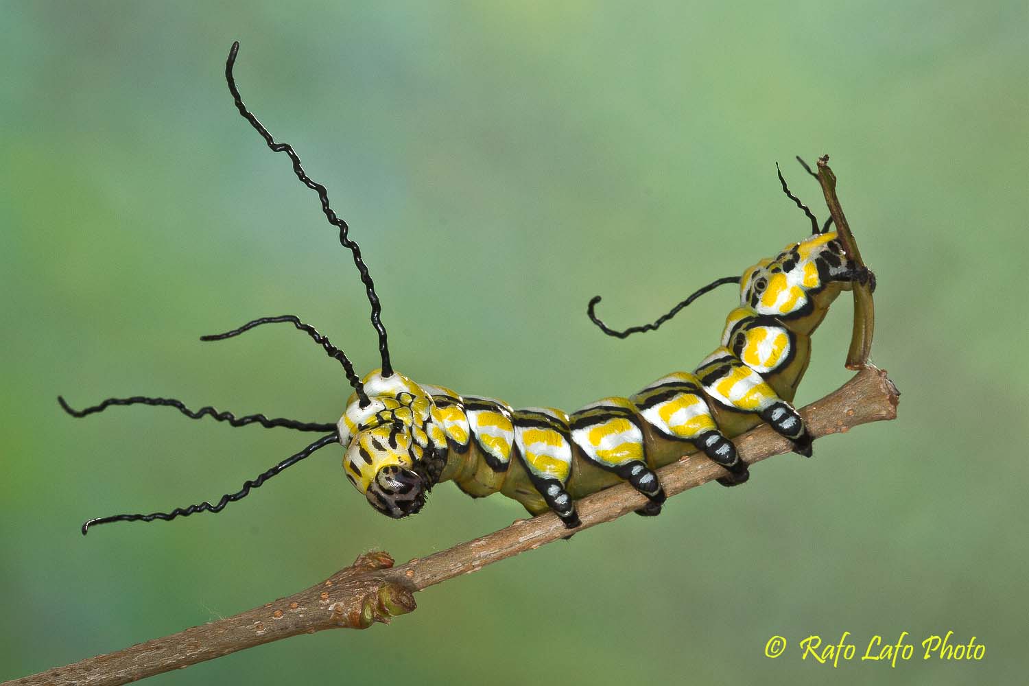 Caterpillar Brahmaea wallichii