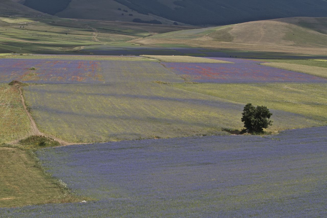 La splendida piana di Castelluccio