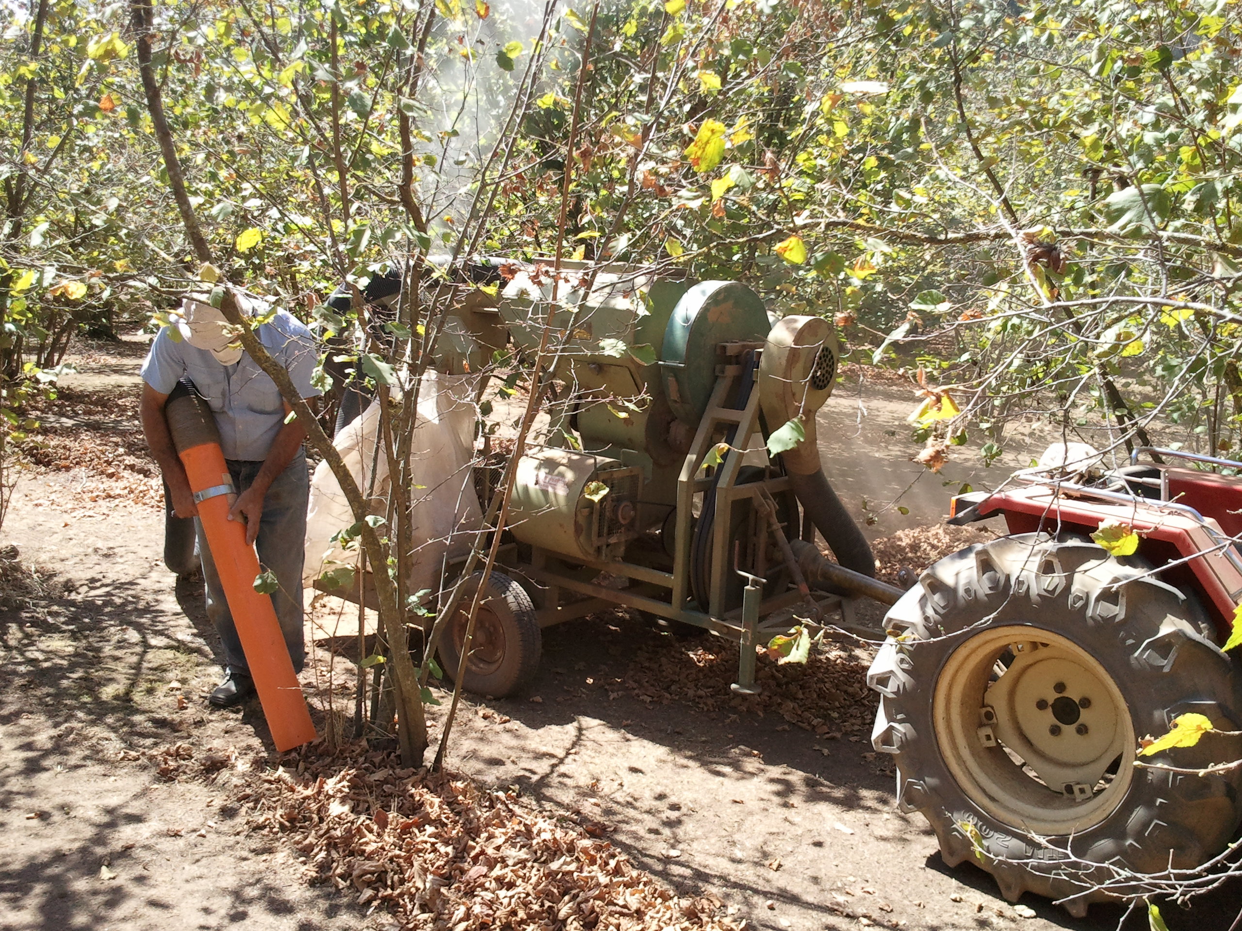 Harvesting hazelnuts