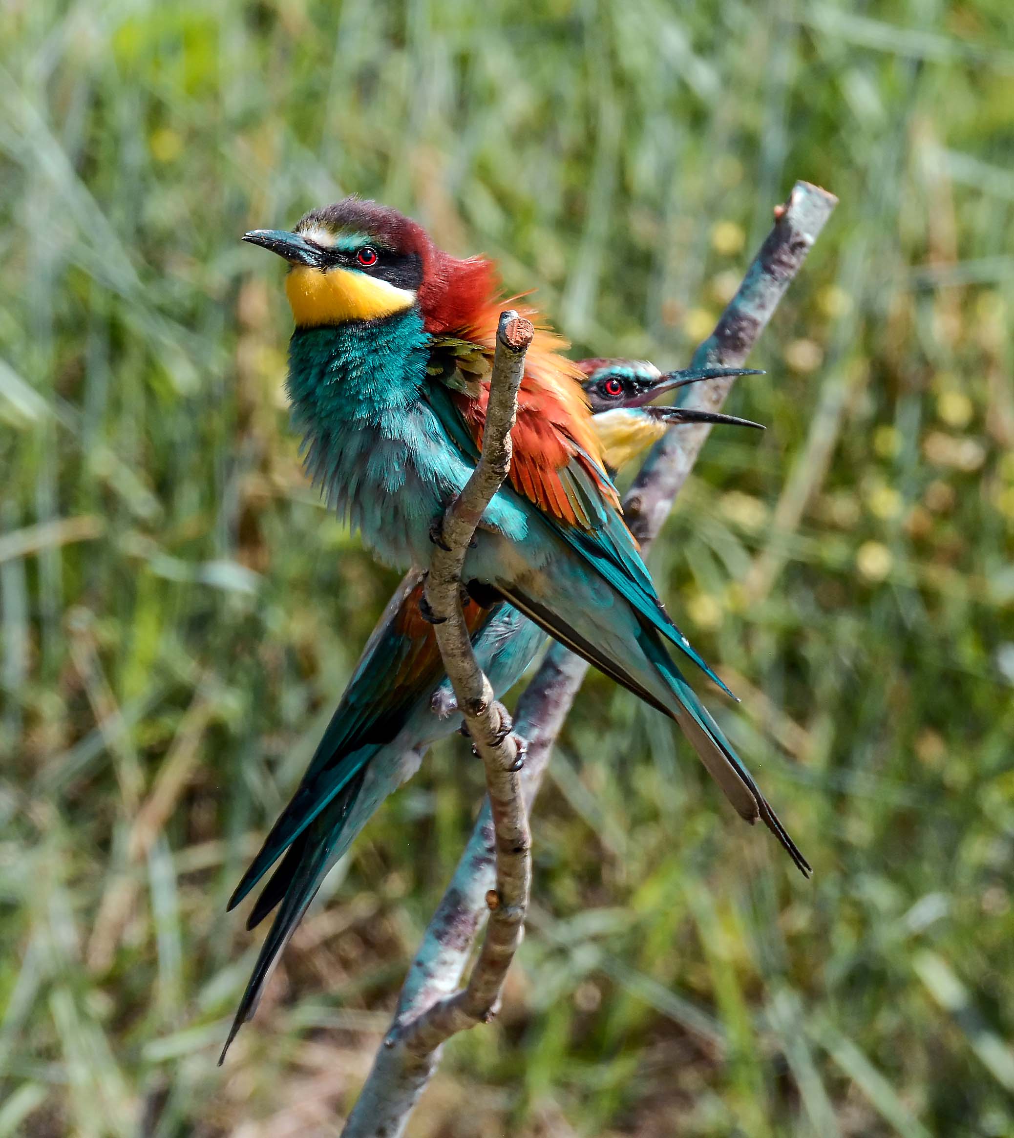 Bee-eaters waiting