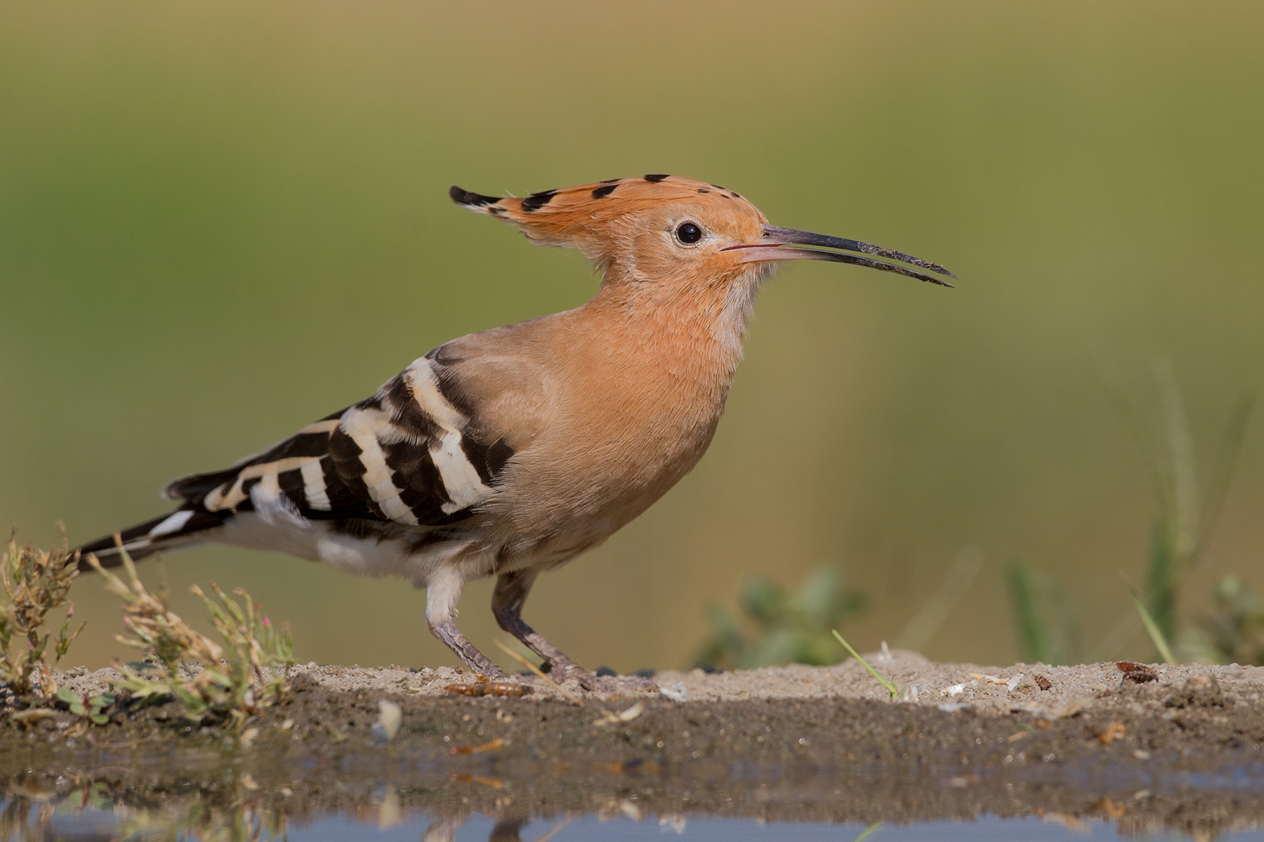 Hoopoe - Eurasian Hoopoe
