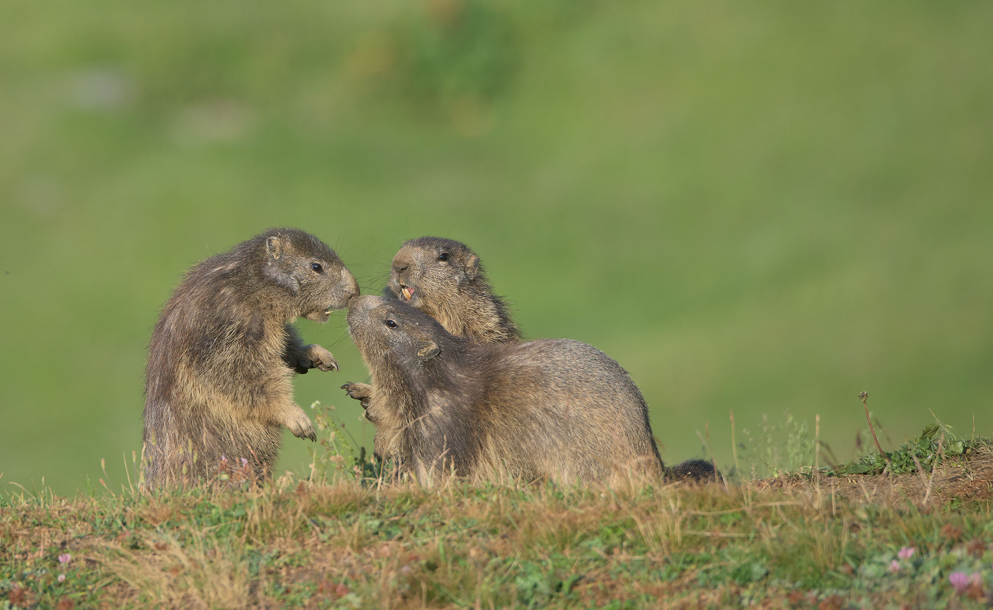 Alpine Marmot: Marmota marmota