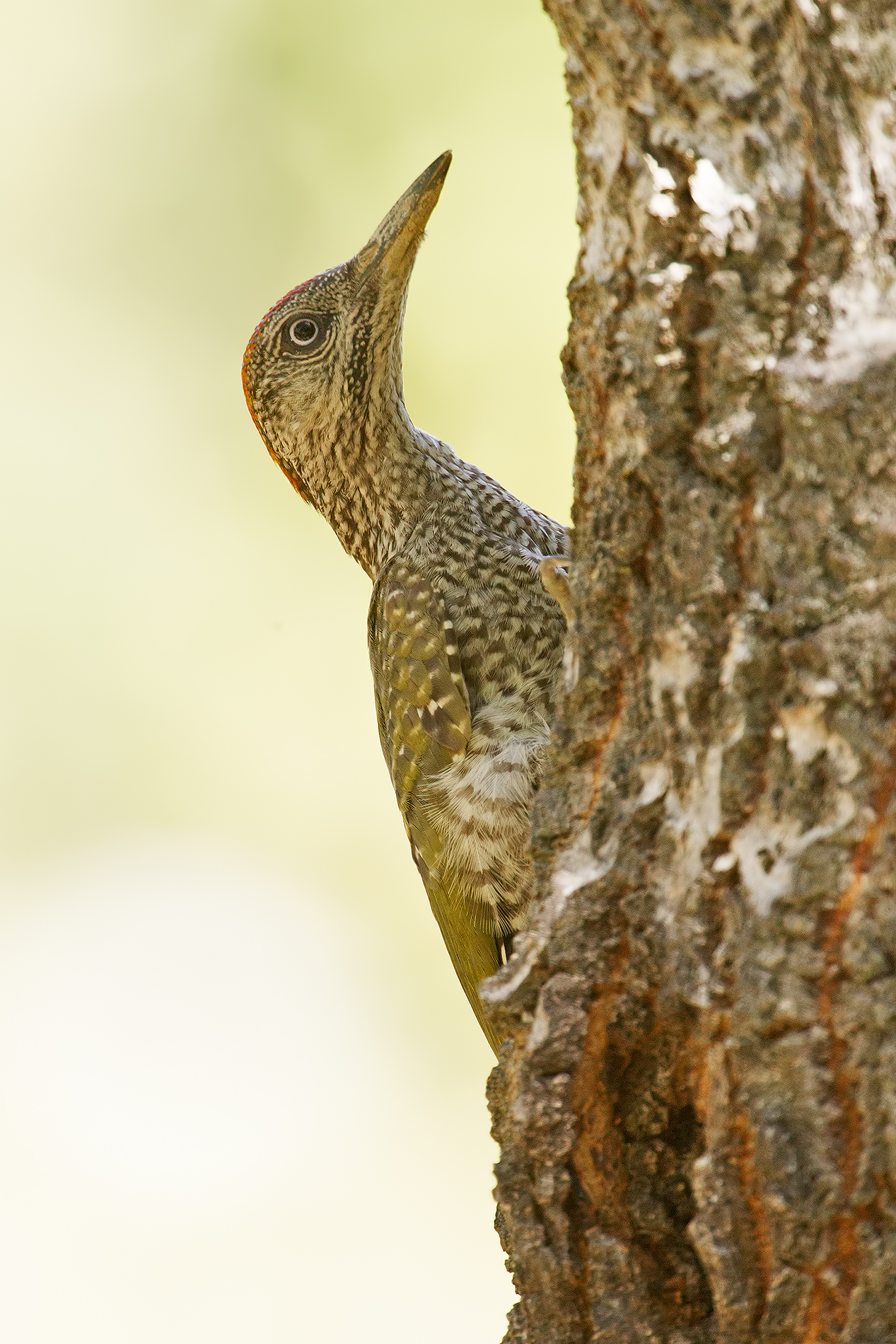 Green Woodpecker Juv.