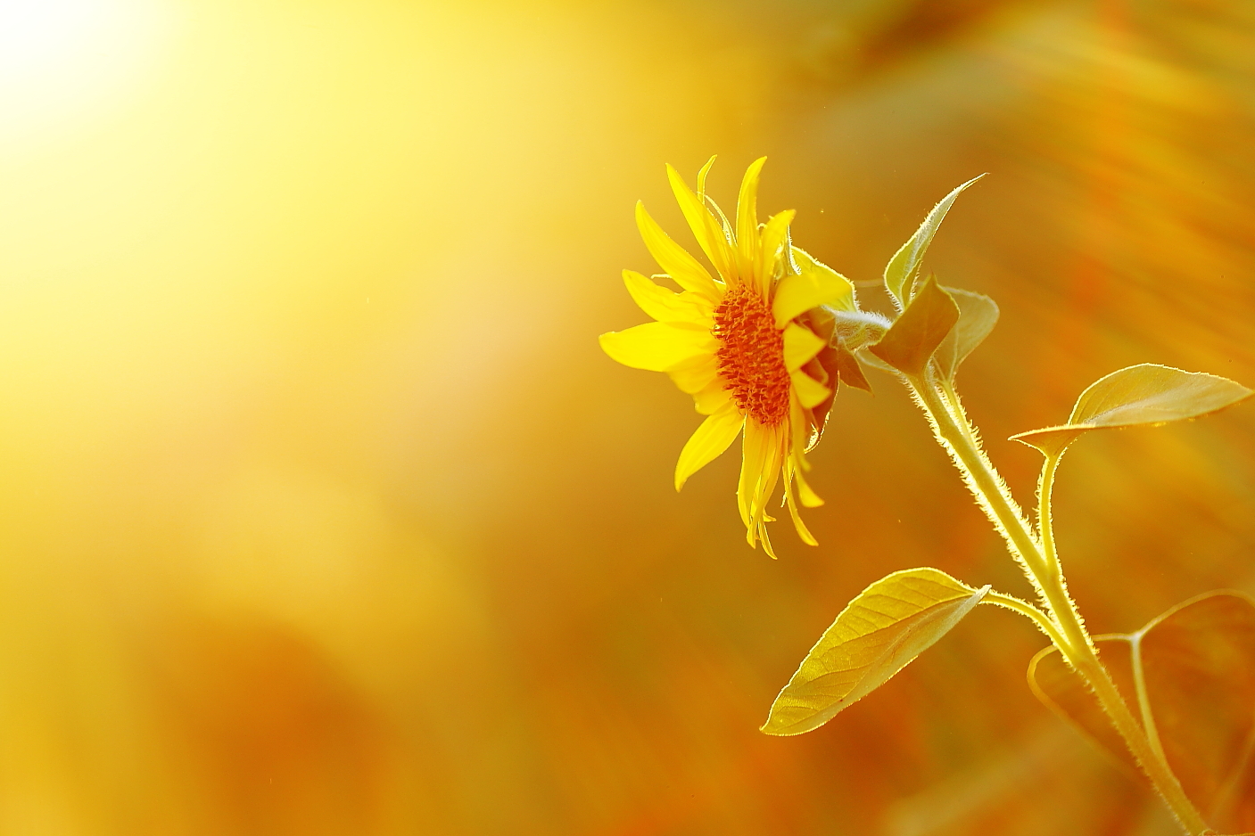 the warm light of the evening