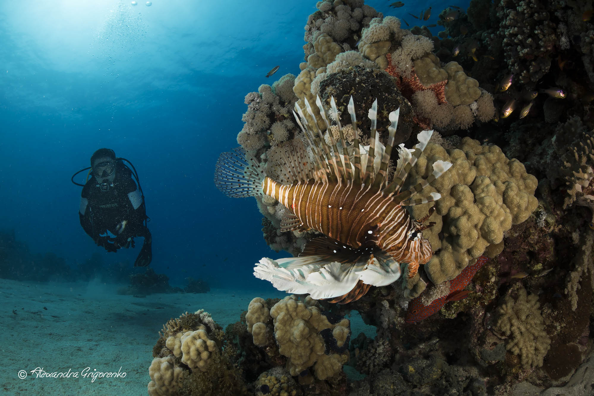 Lionfish