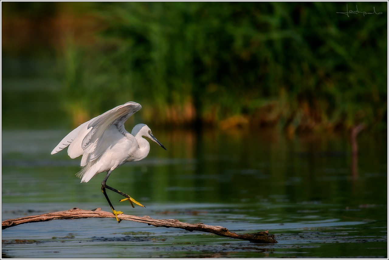 Egret