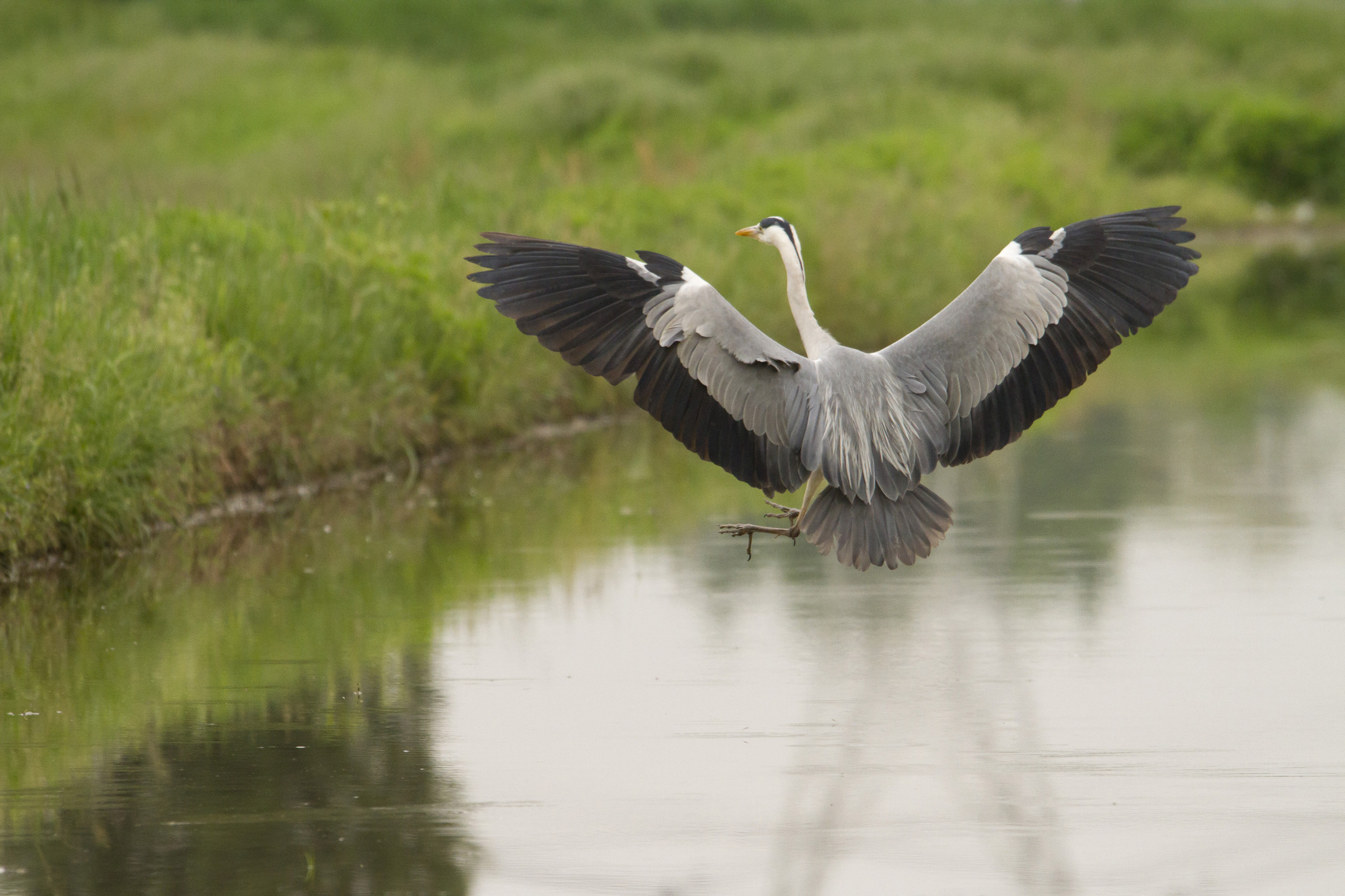 Grey Heron