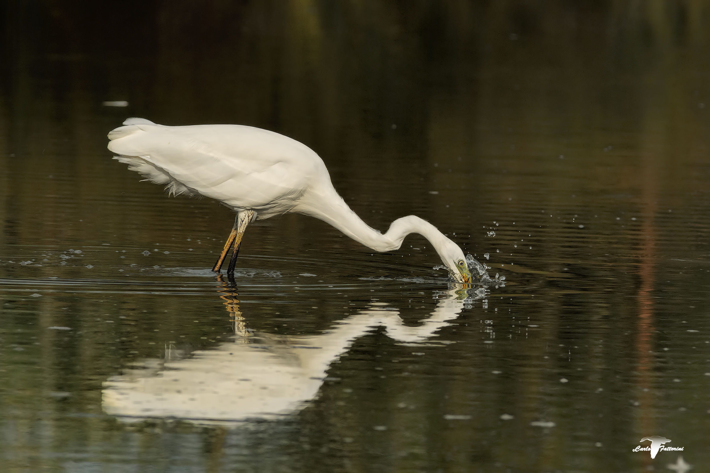 Great Egret