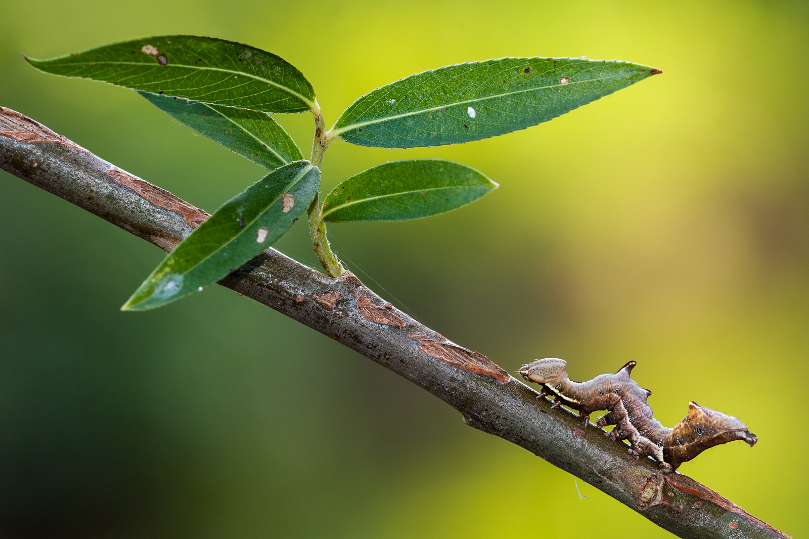 I've seen things ....