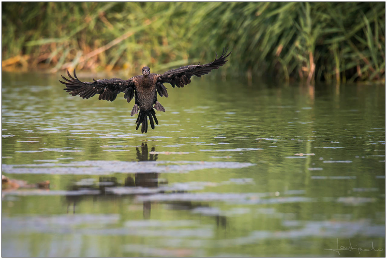 Here come the little