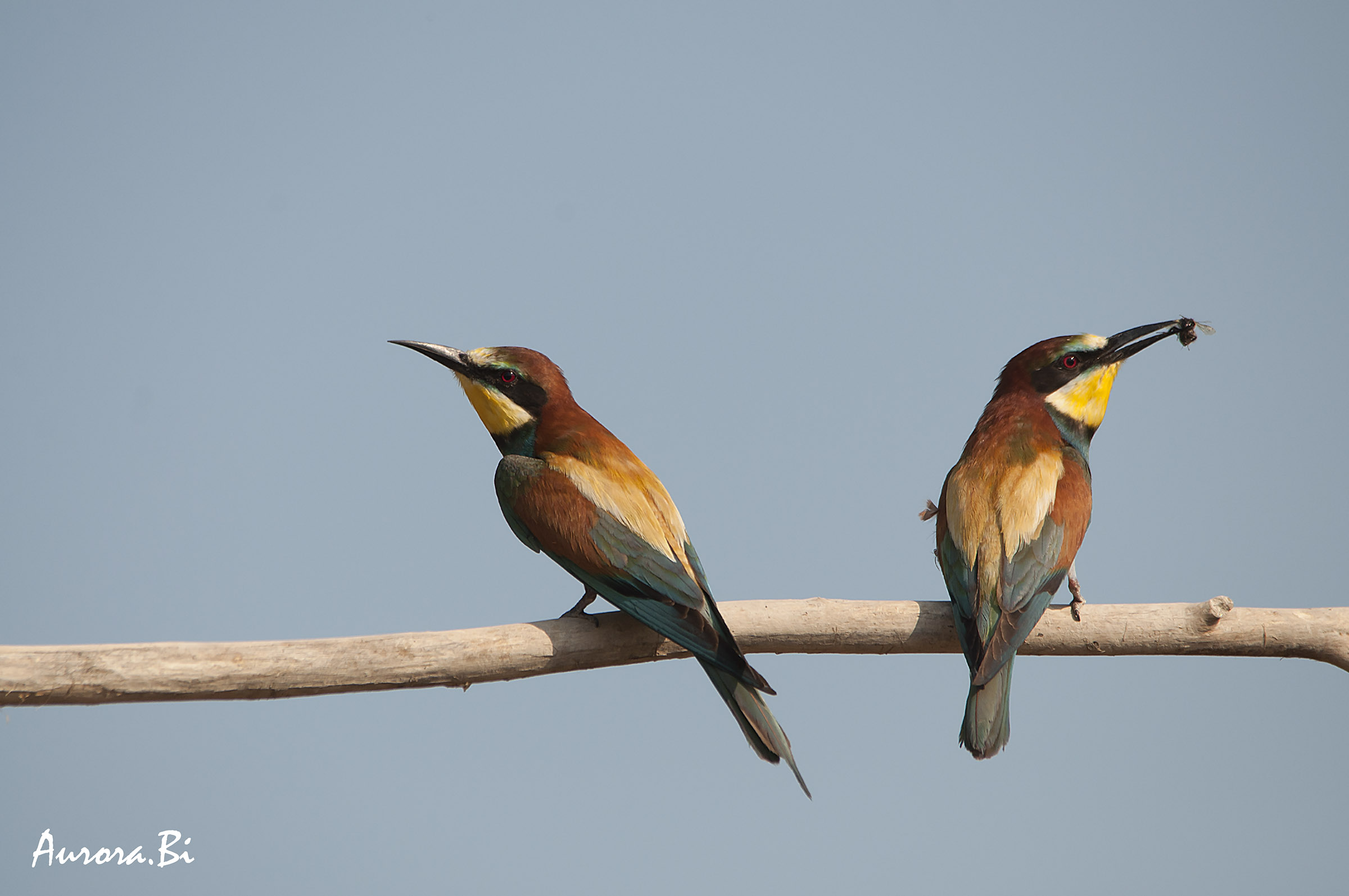Bee-eaters