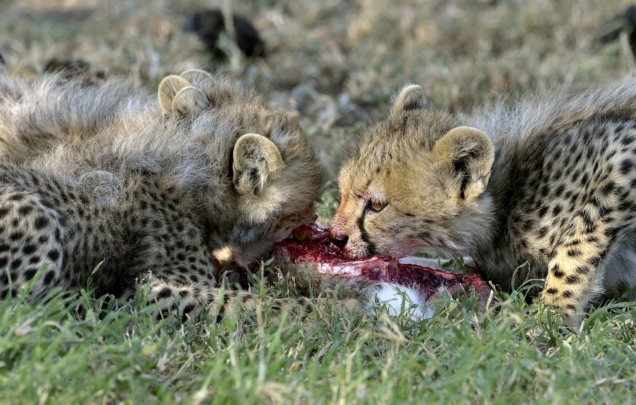 Tanzania 2015 - La merendina